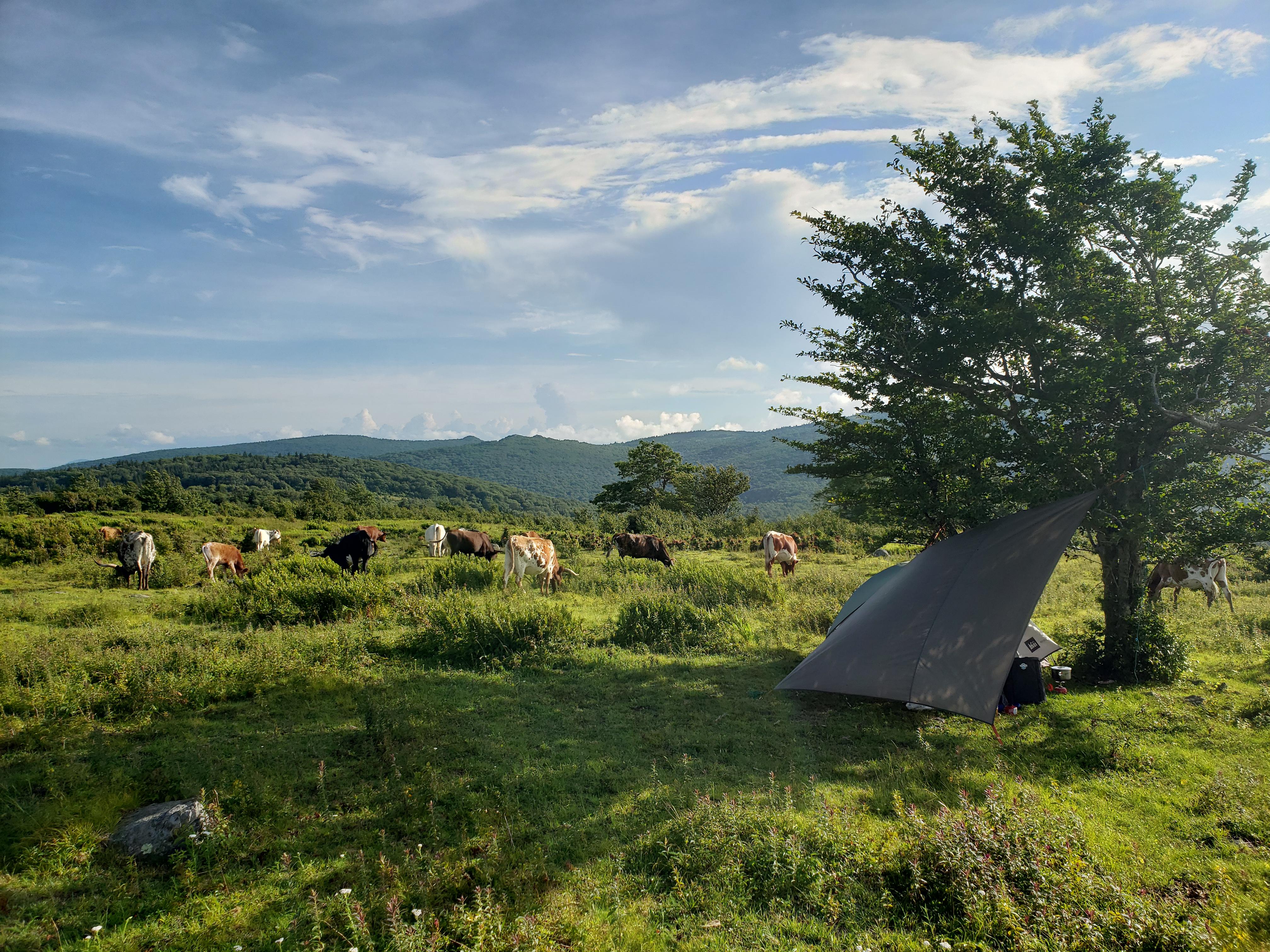 Campsite for the night in Grayson Highlands State Park, surrounded by
