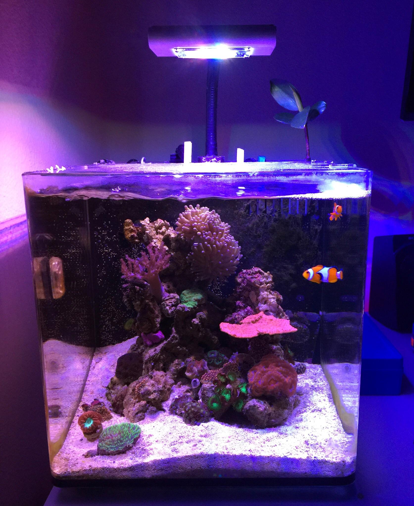 7.5gal Pico reef r/ReefTank