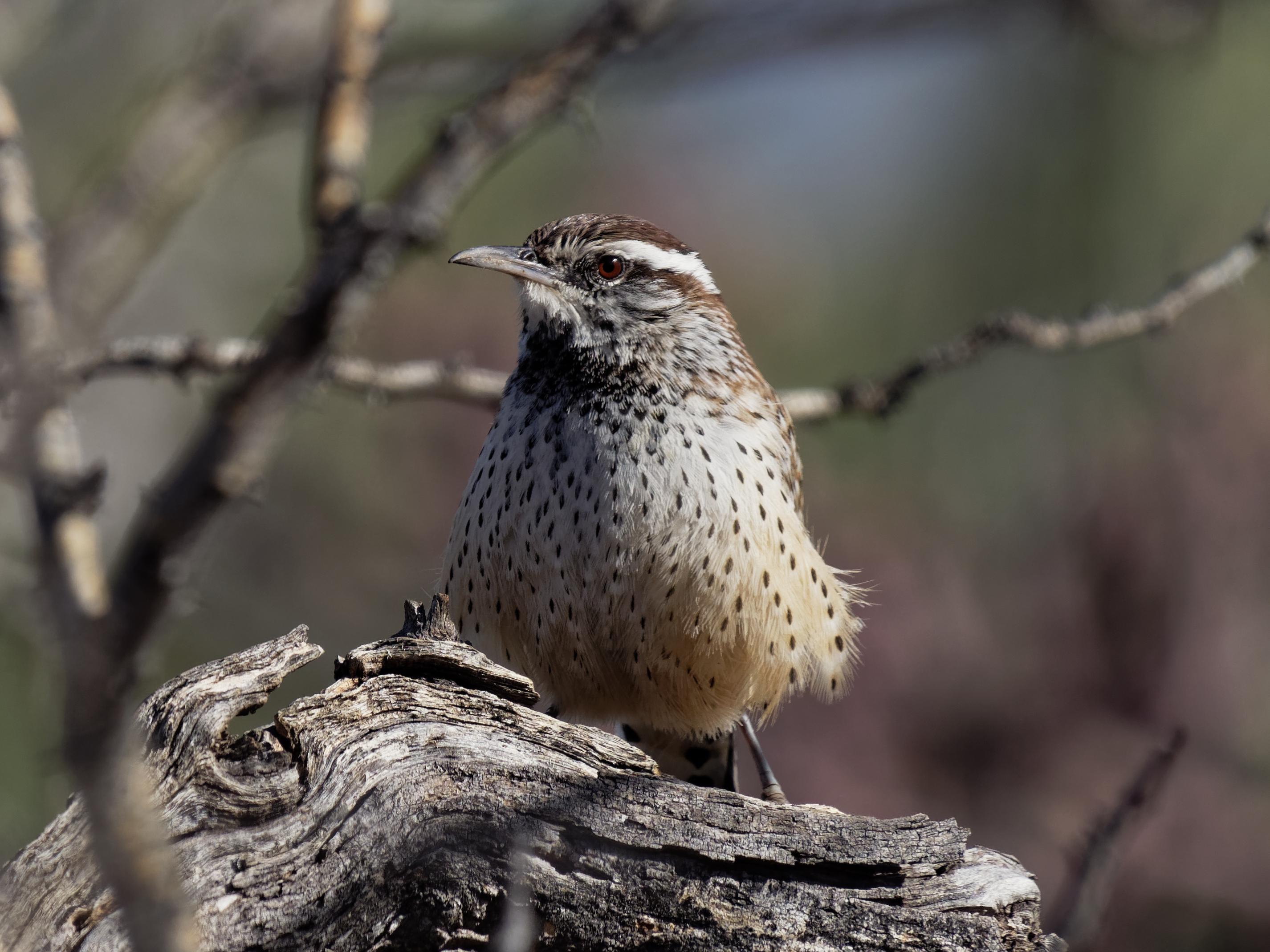 Arizona state bird, the Cactus Wren Olympus EM1 II w/adapted Olympus 70300mm r/M43