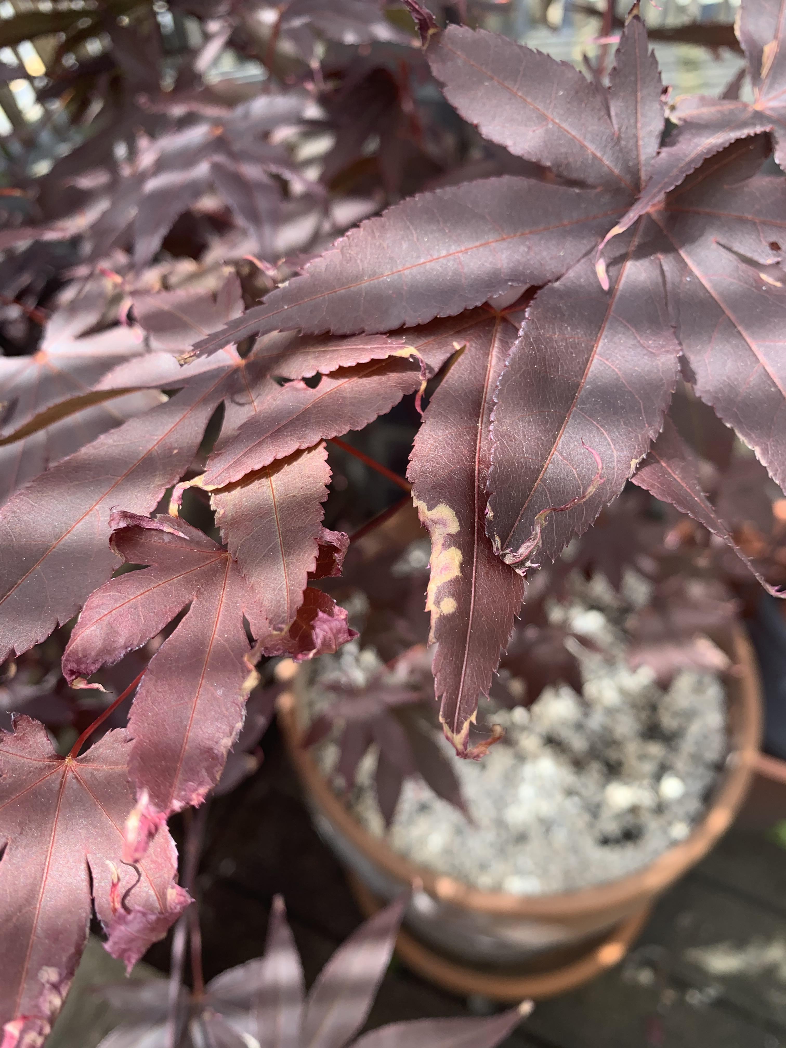 Japanese maple drying/curling leaves? (Acer Bloodgood). Please help