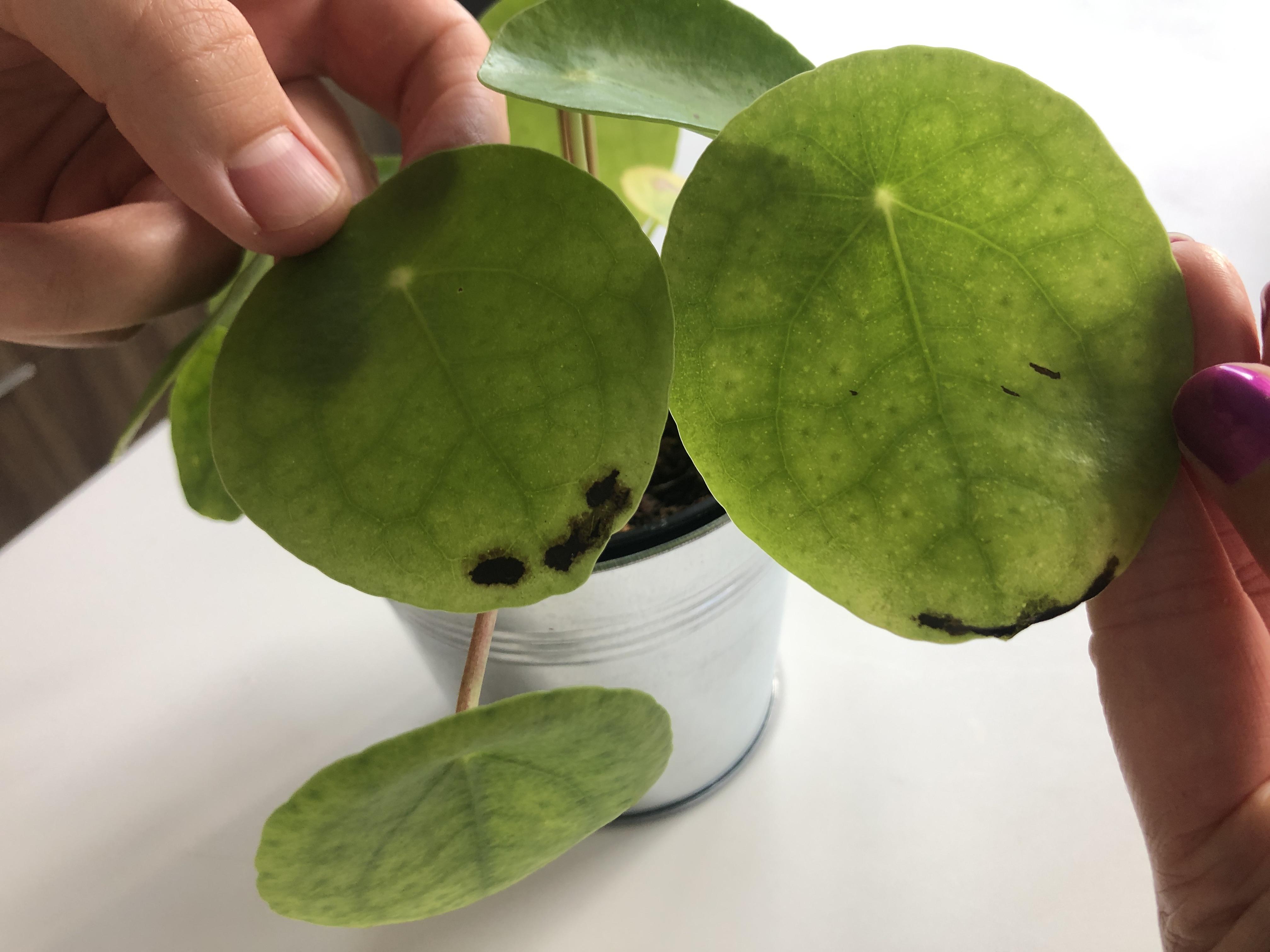 Help! Why are all the leaves on my pilea developing brown/black edges