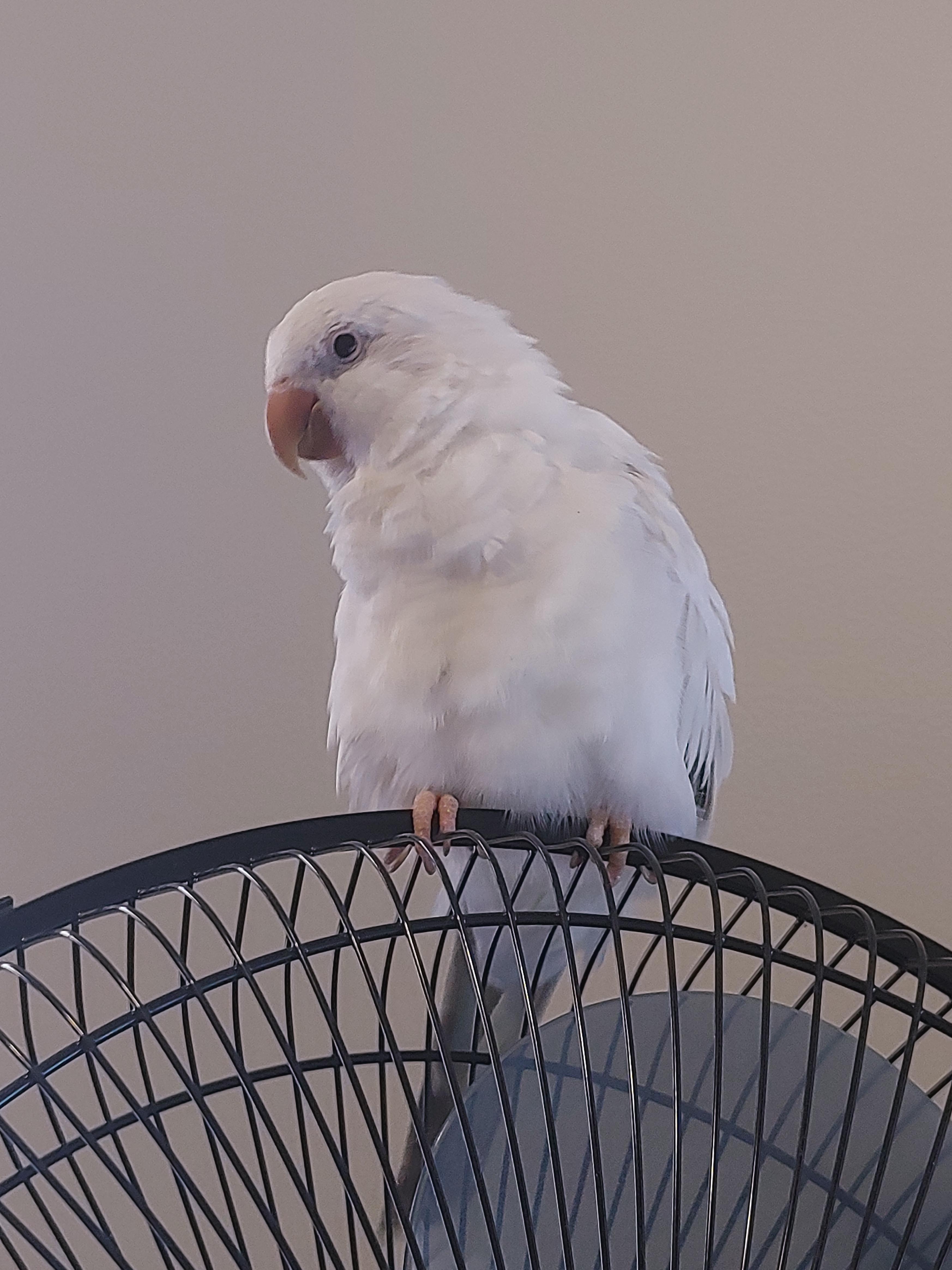 White Quaker Parrot