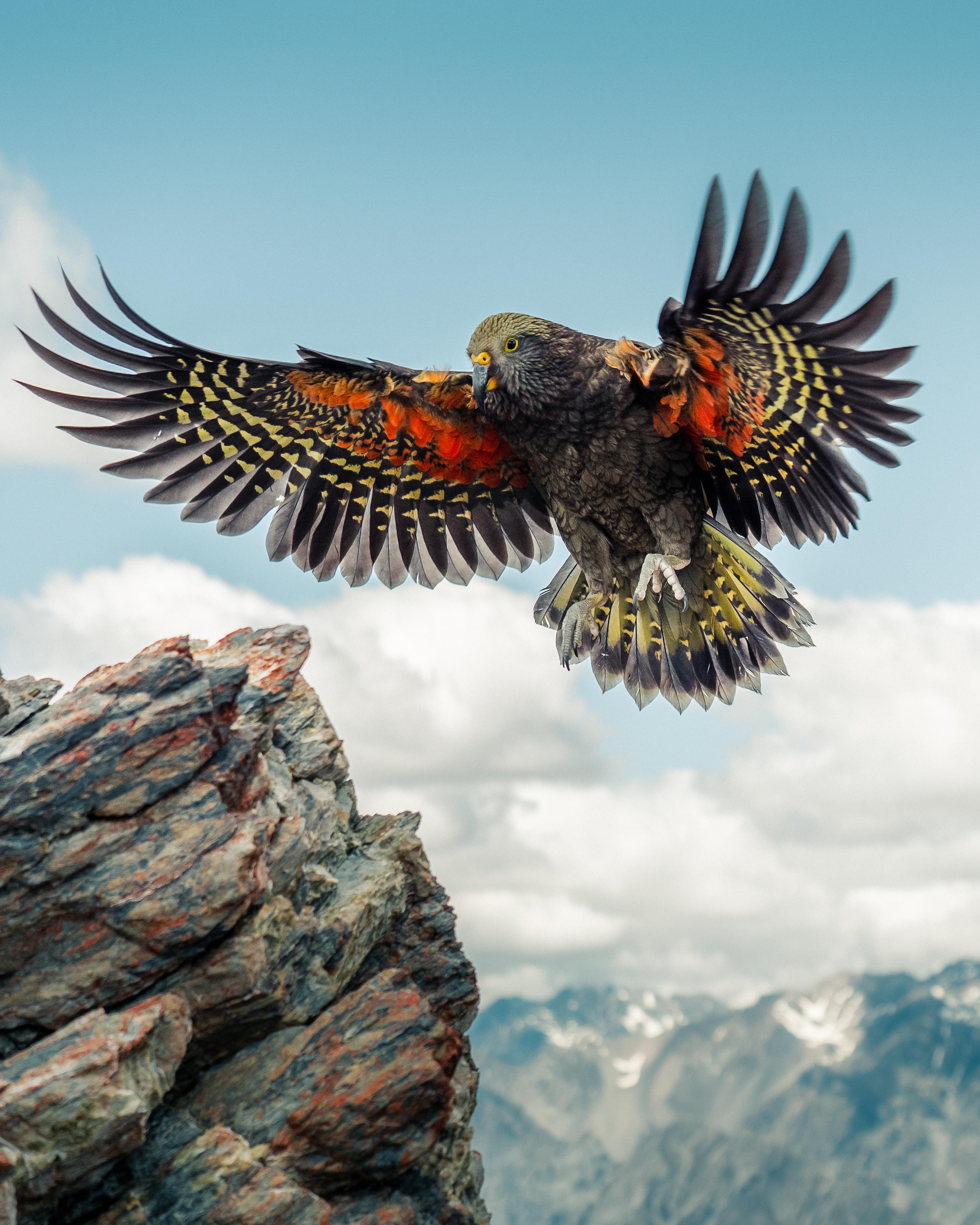 Interesting Photo of the Day Kea the Alpine Parrot