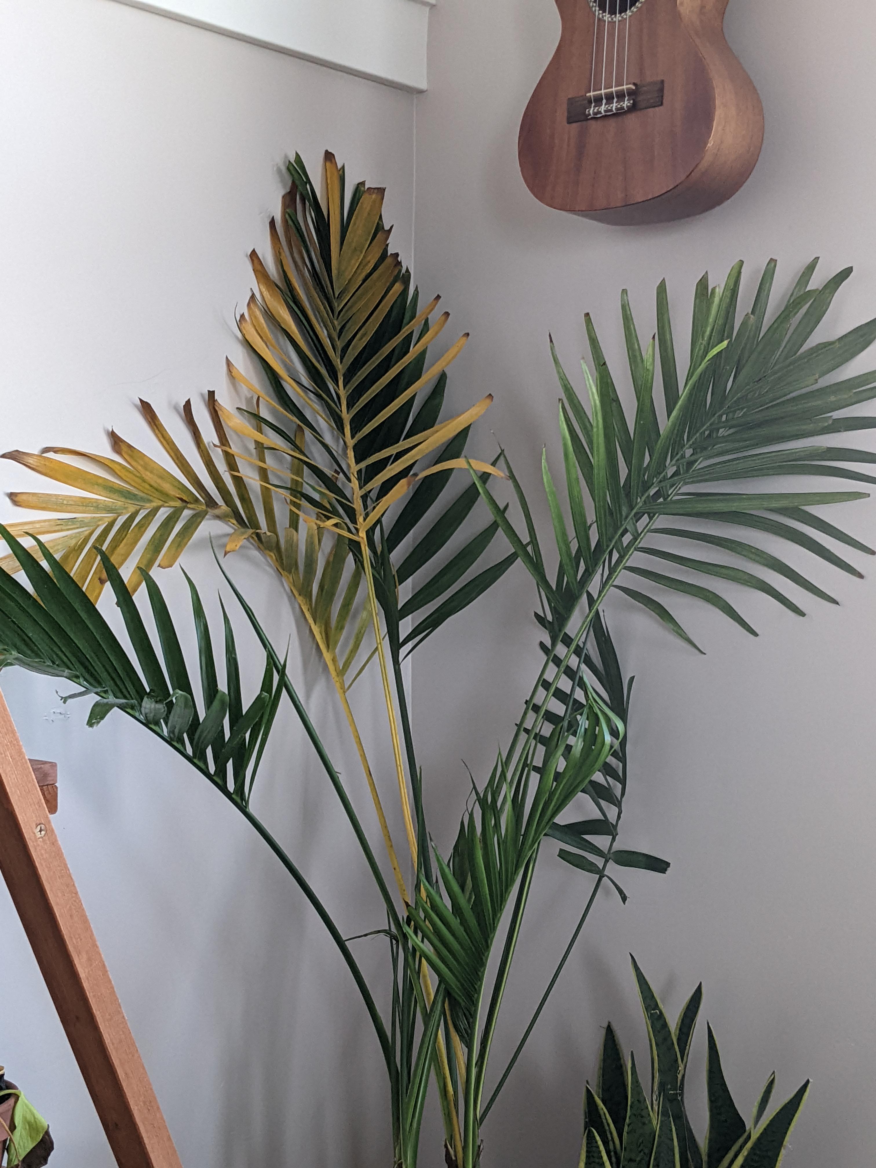 Why is my cat palm dying? This palm used to be really full, but over