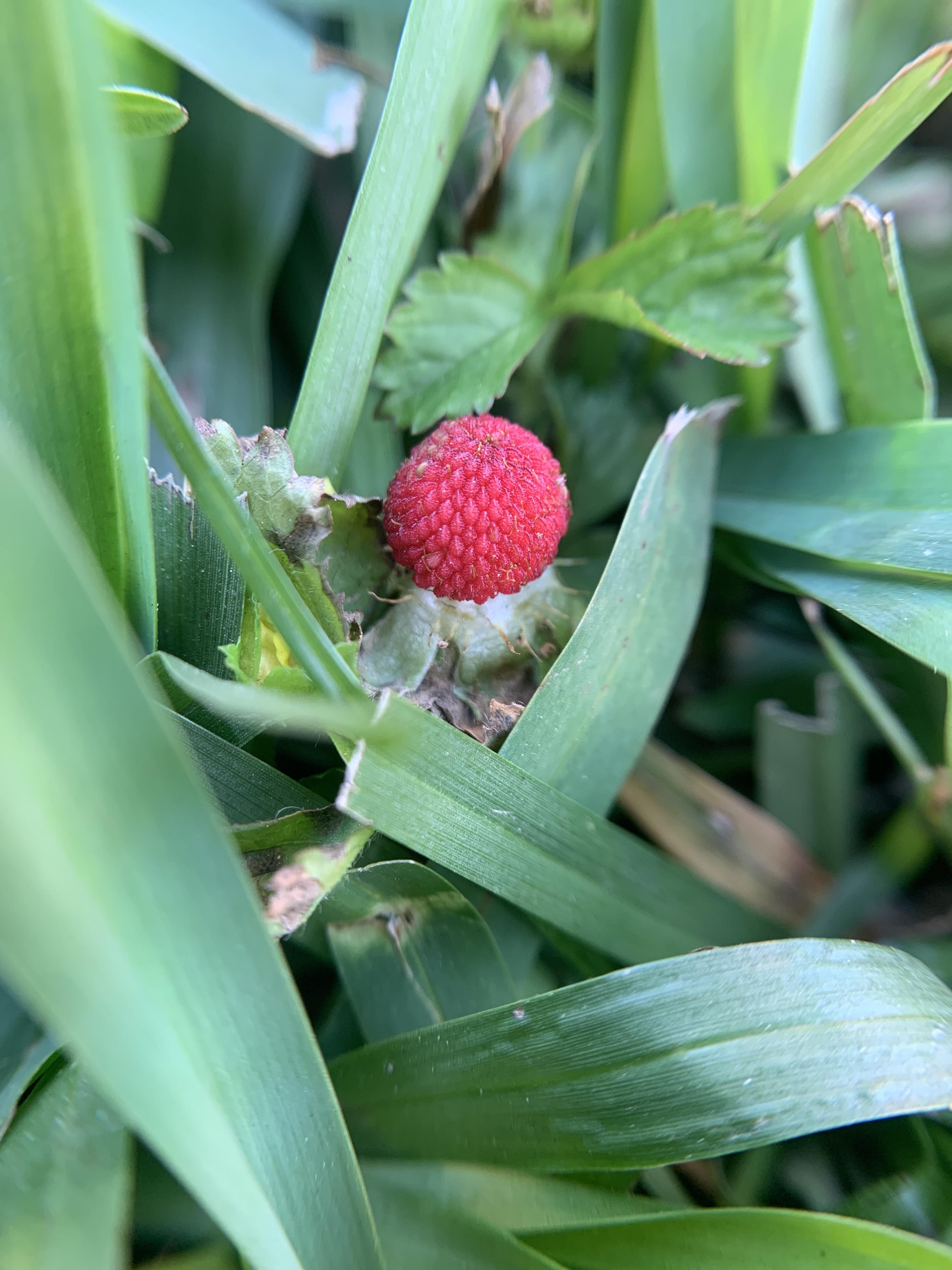 What is this weed? I just started seeing these little red balls all