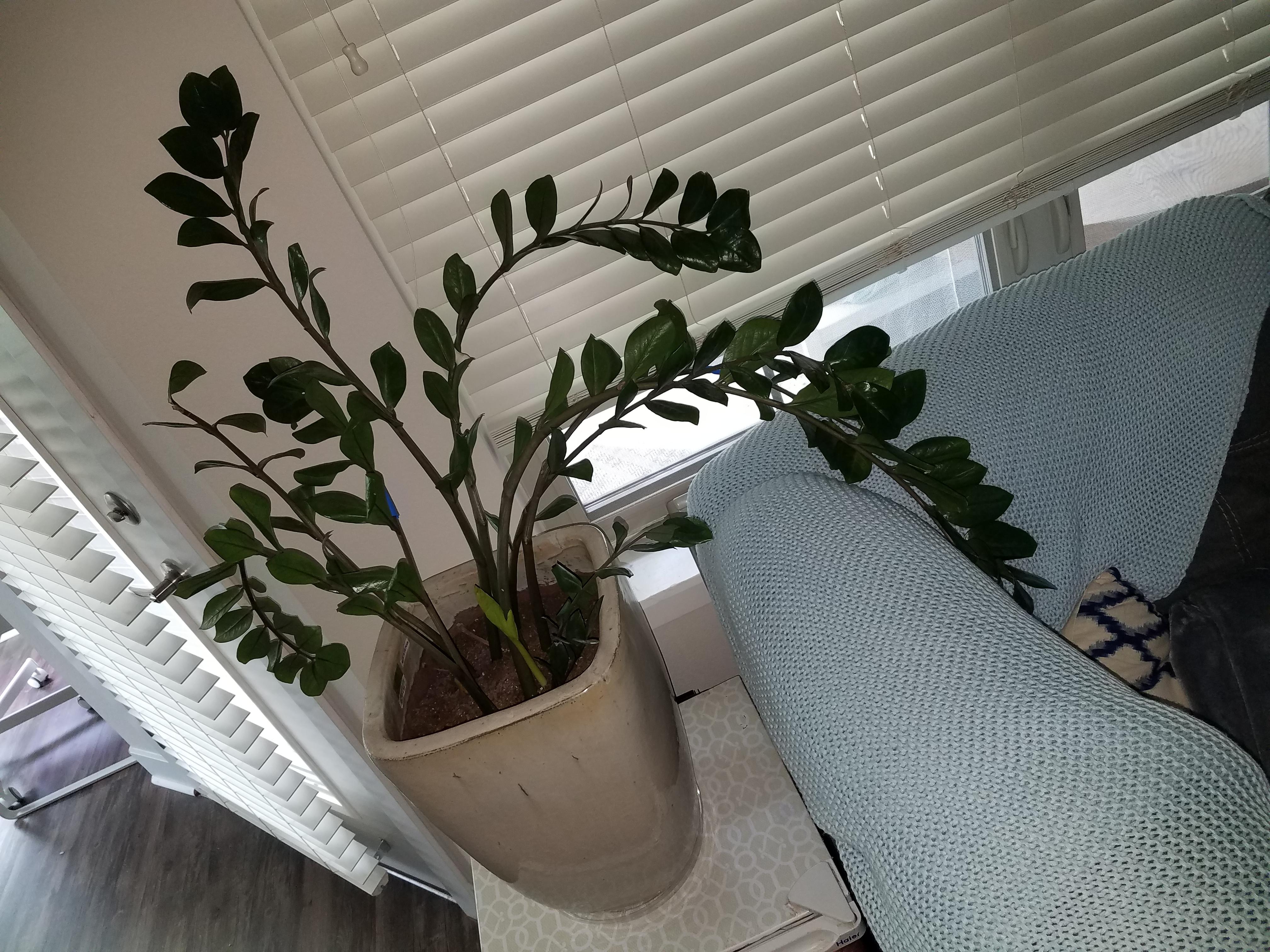 Unruly ZZ plant.... stems are super long and droopy due to weight. Any ideas on how to make this