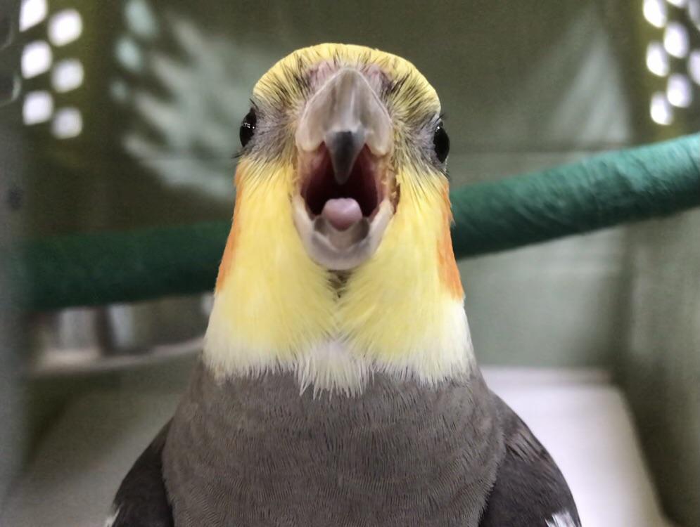 This is Marty. Marty was angry about going to get his nails trimmed
