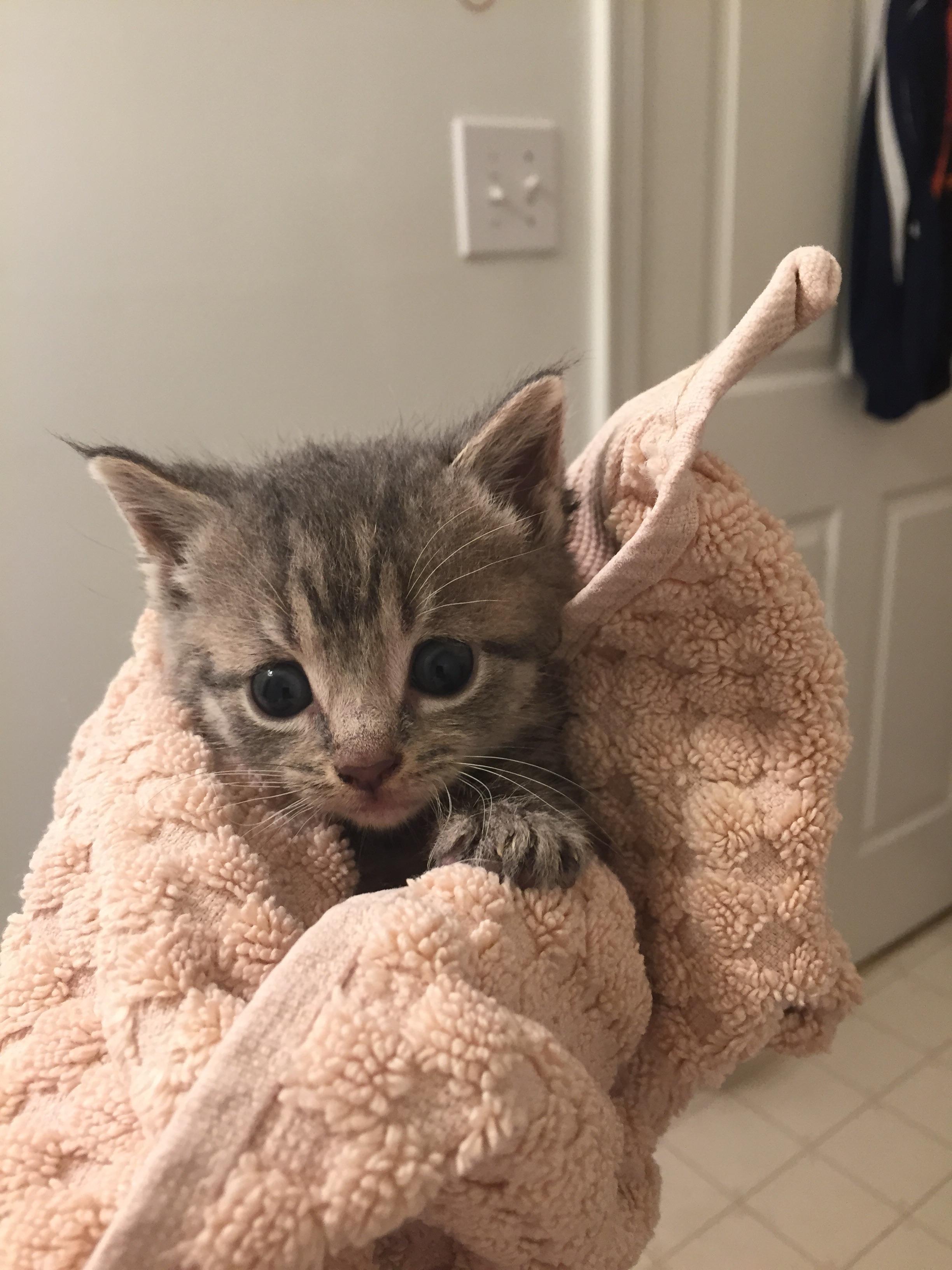 Fuzzy foster kitten after a bath. She was rescued from a hoarding