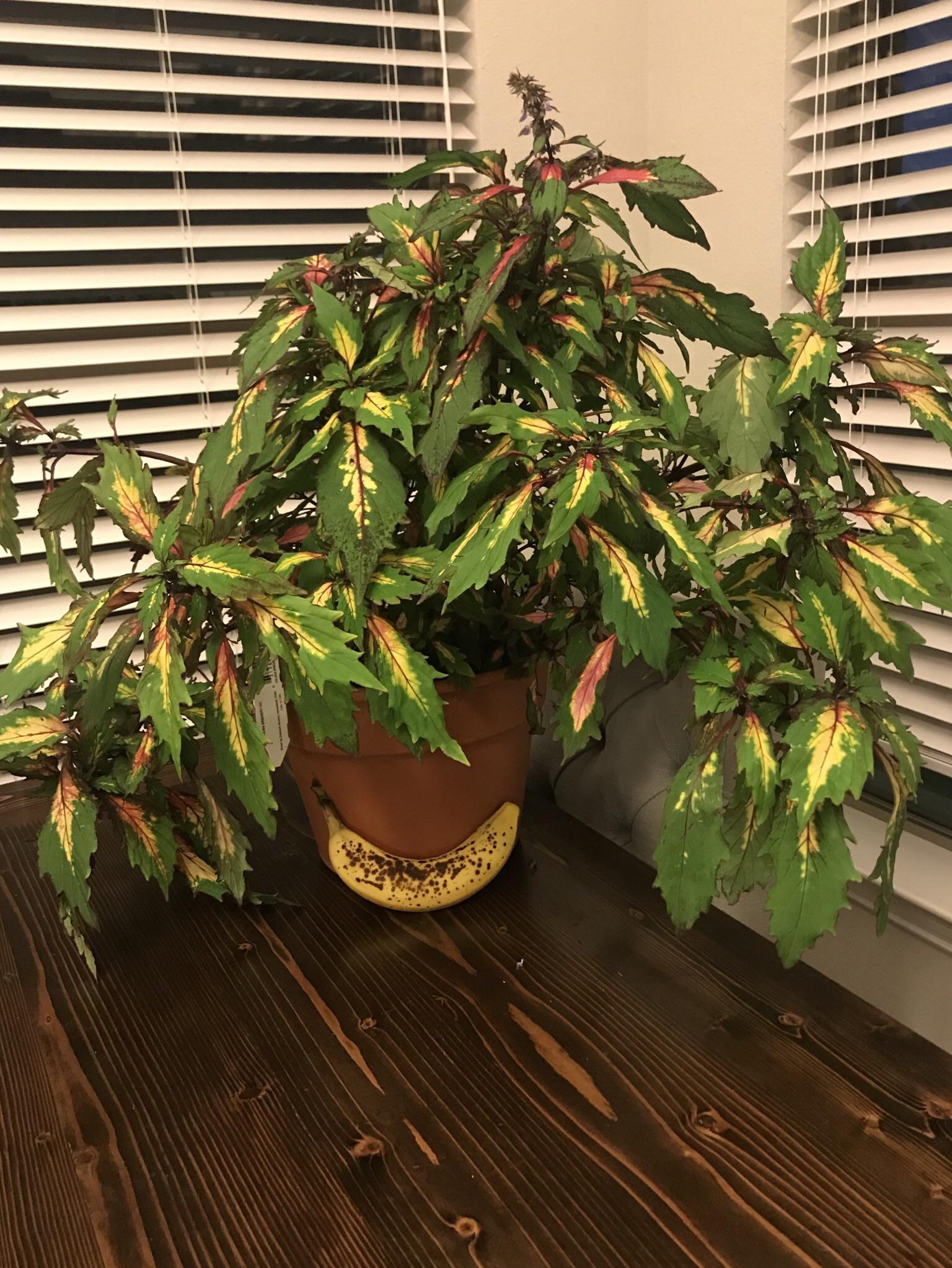 12 dollar coleus special effects at my local nursery. Banana for scale