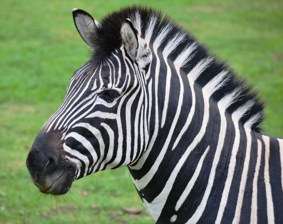 Zebra r/sweden
