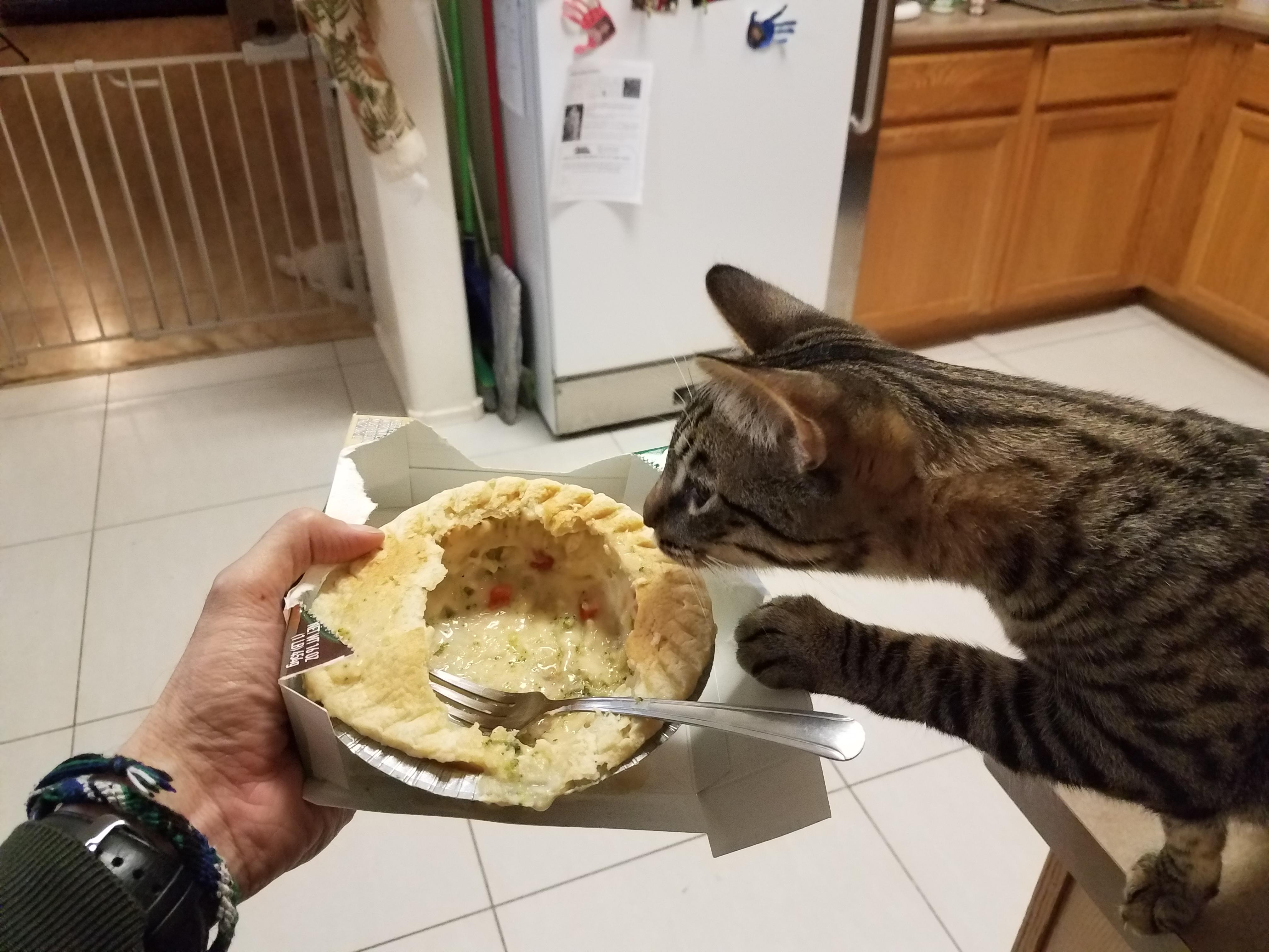 No kitty, my pot pie... funny