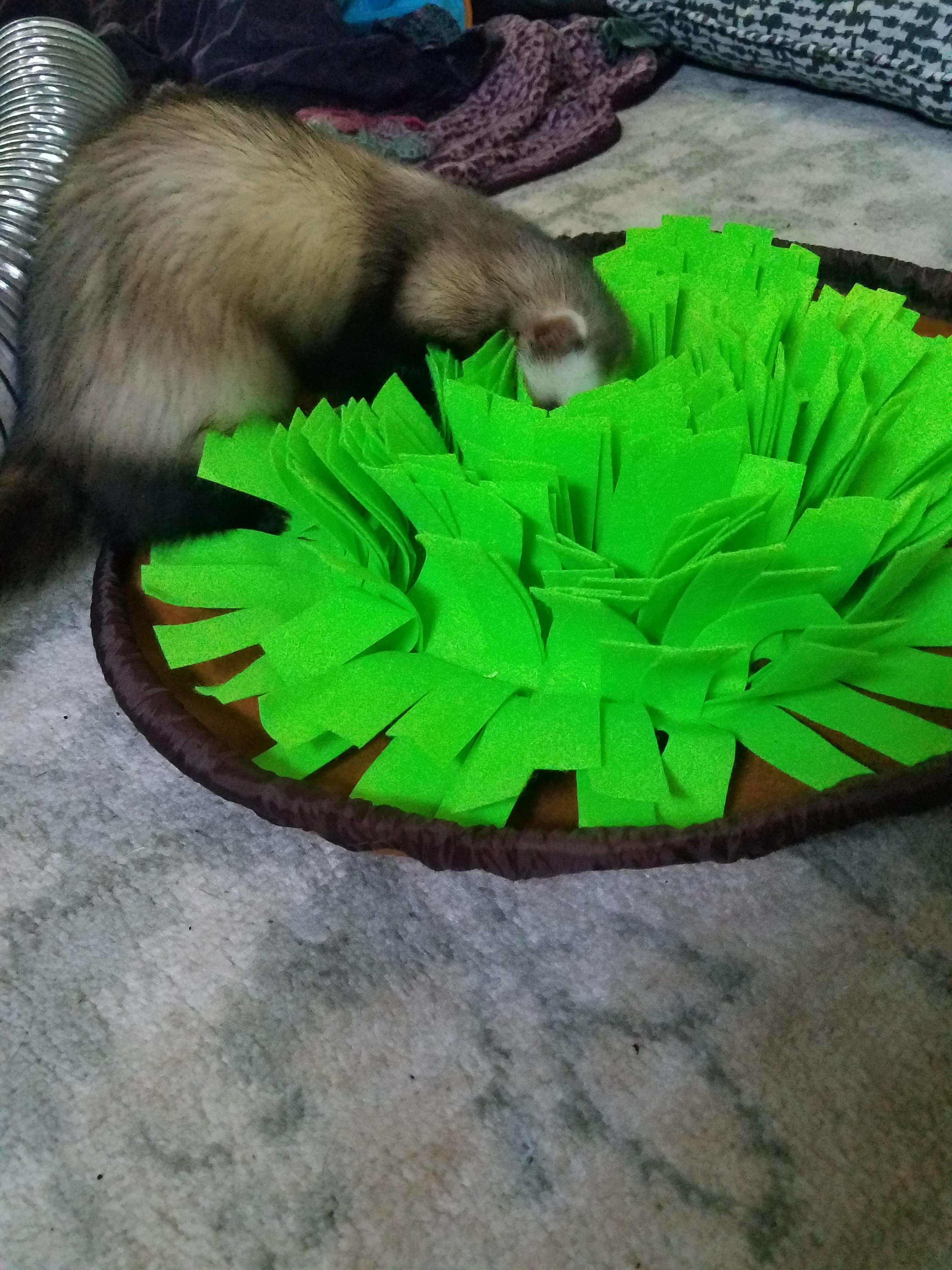 Treat suggestions? Vet says 2.5lbs is borderline for this 7mo old. I've