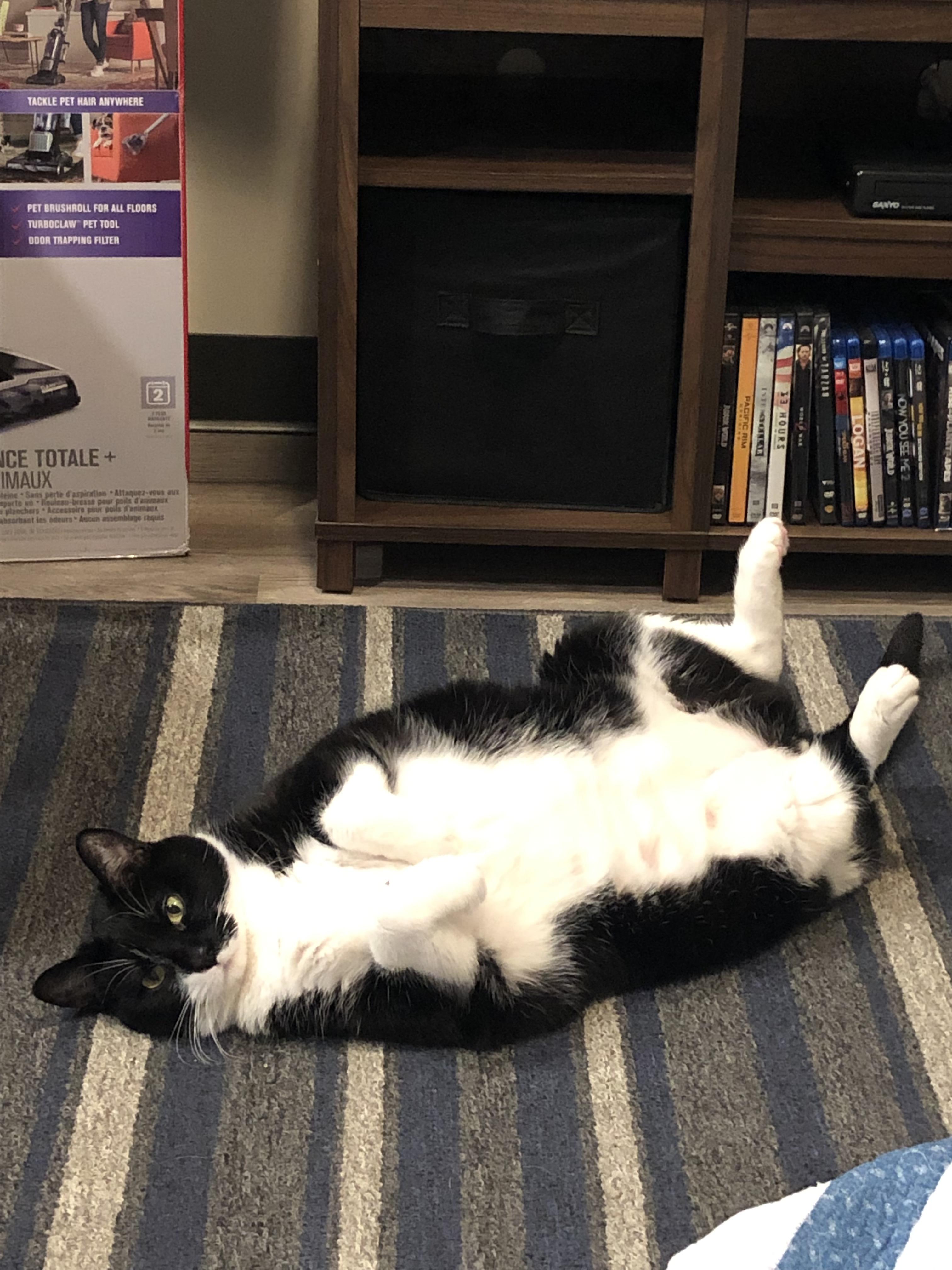 Cat.exe is not responding (he will literally sit here for hours, what’s