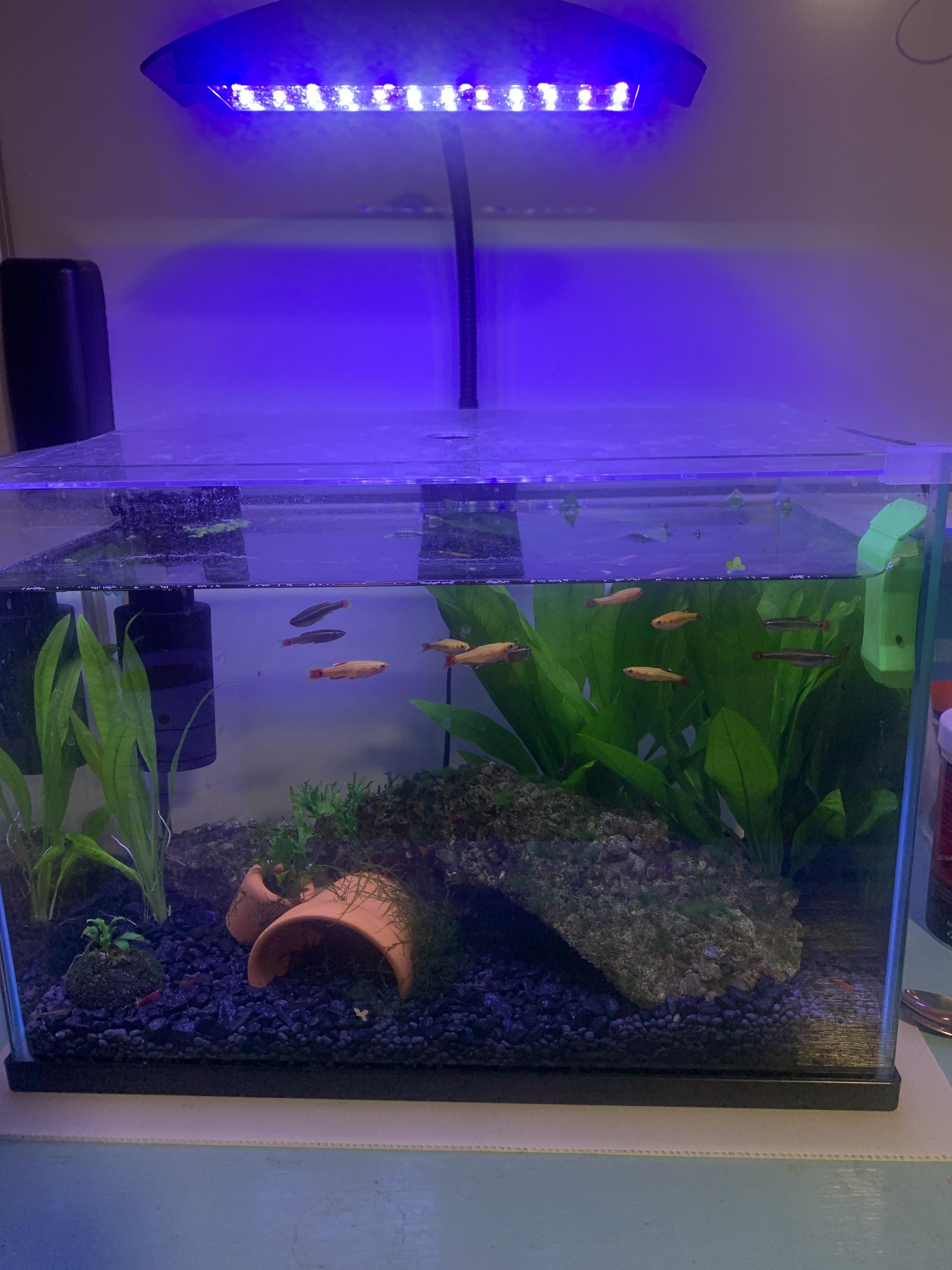 My girlfriends cute little fish tank what do you guys think r/Aquariums