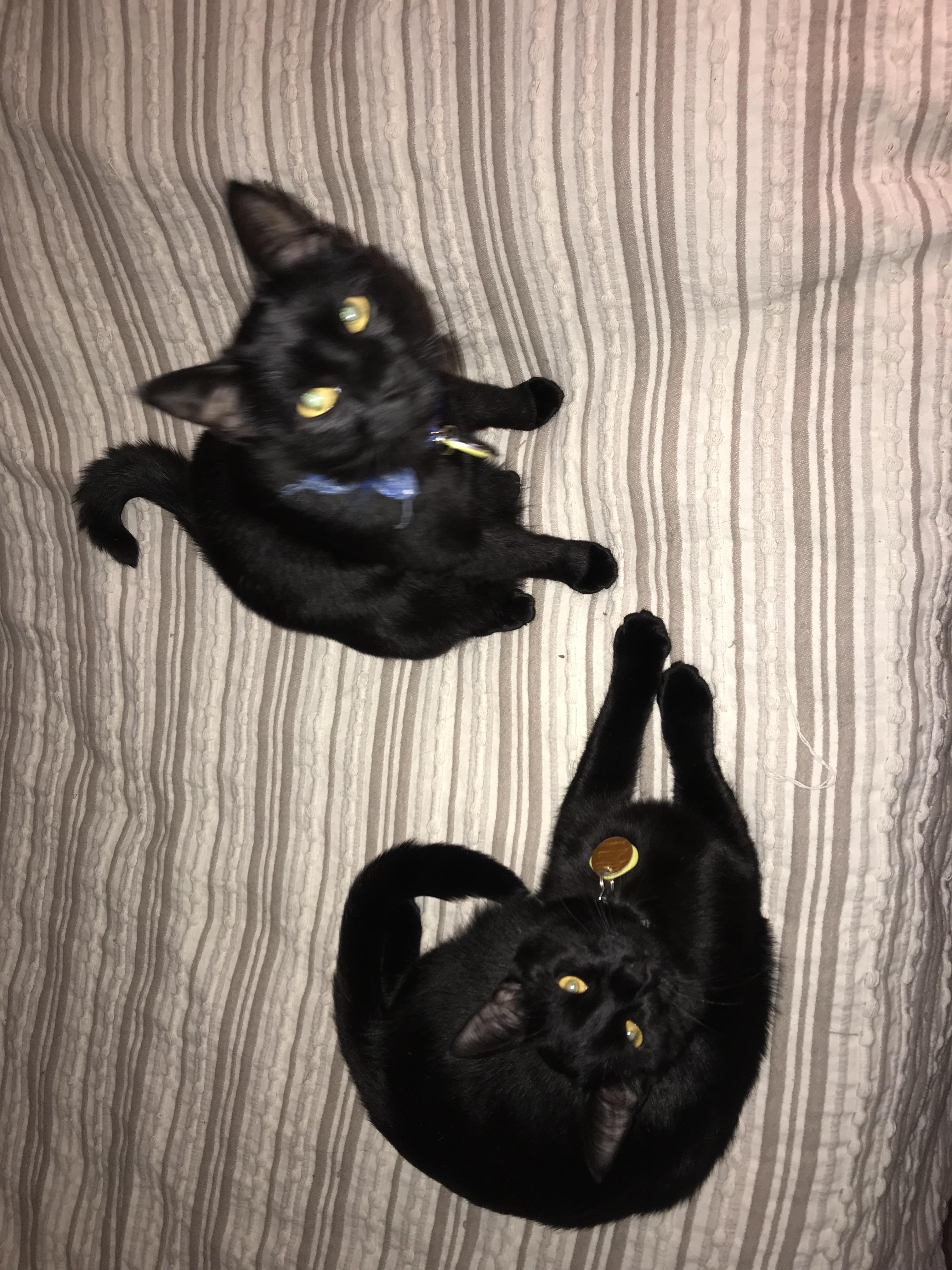 My little black panthers want attention r/blackcats