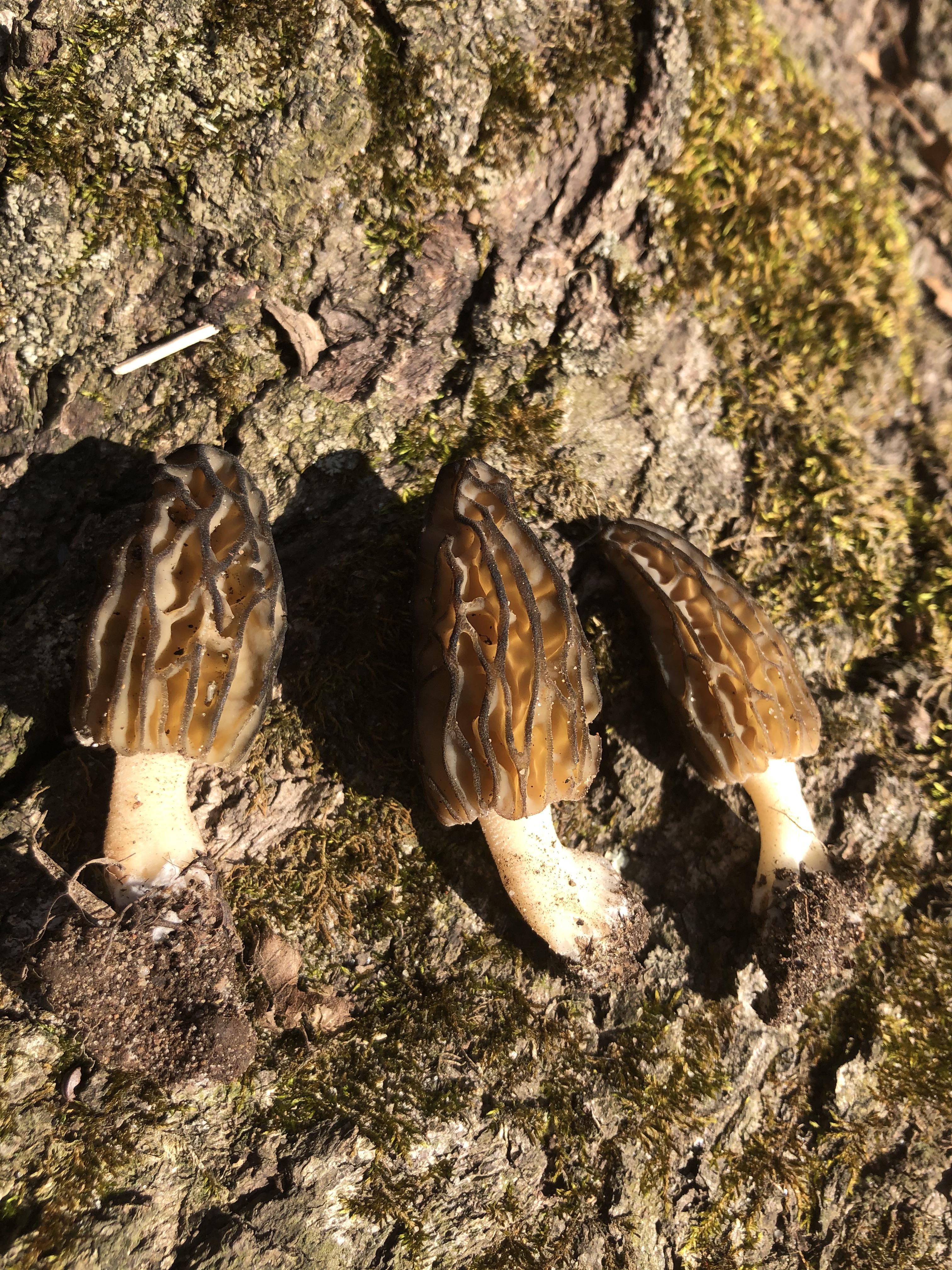 Morels in Northern Indiana! r/foraging