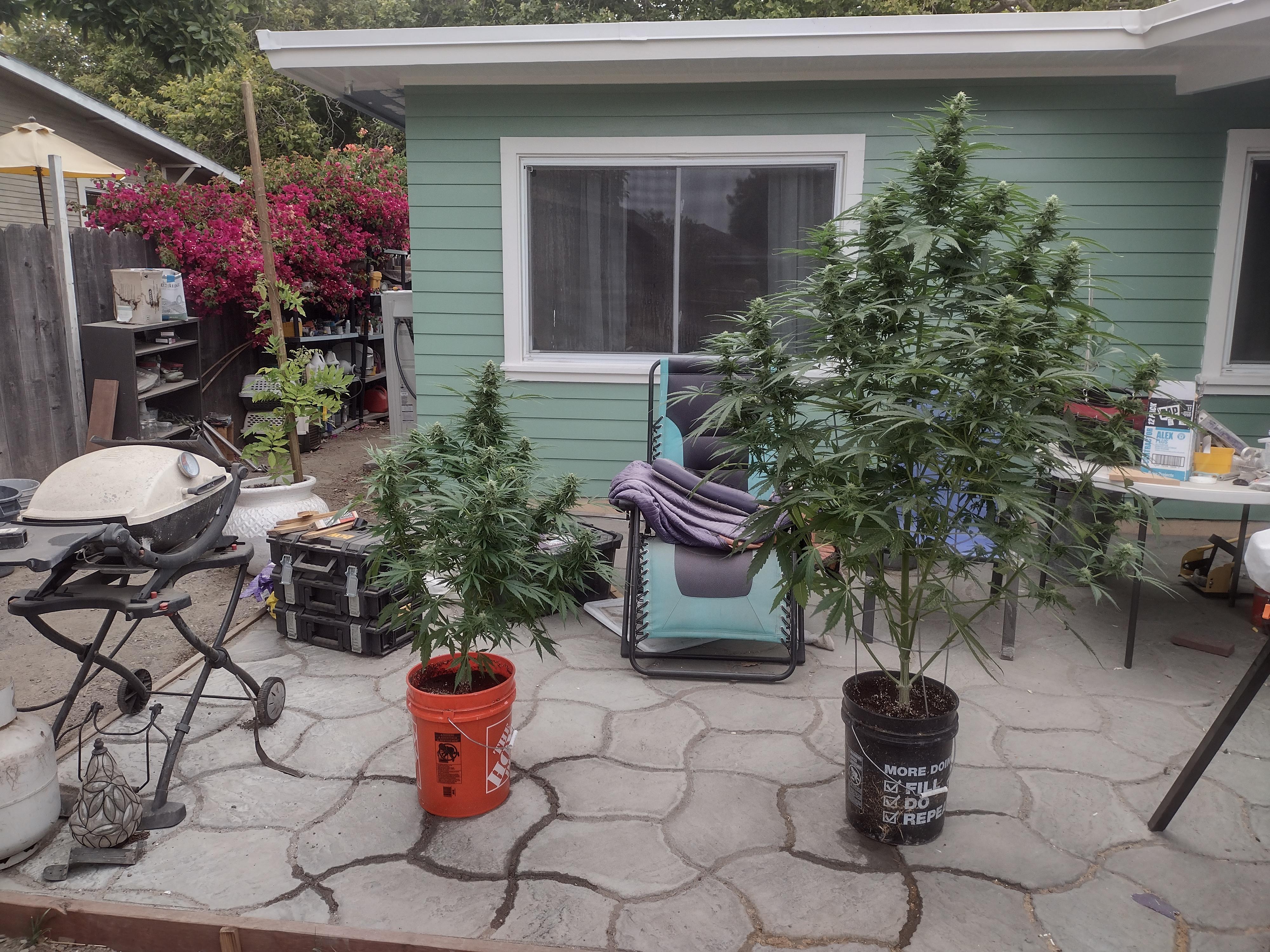 2 Different Auto Flowers From Seed. Same light same, food and water