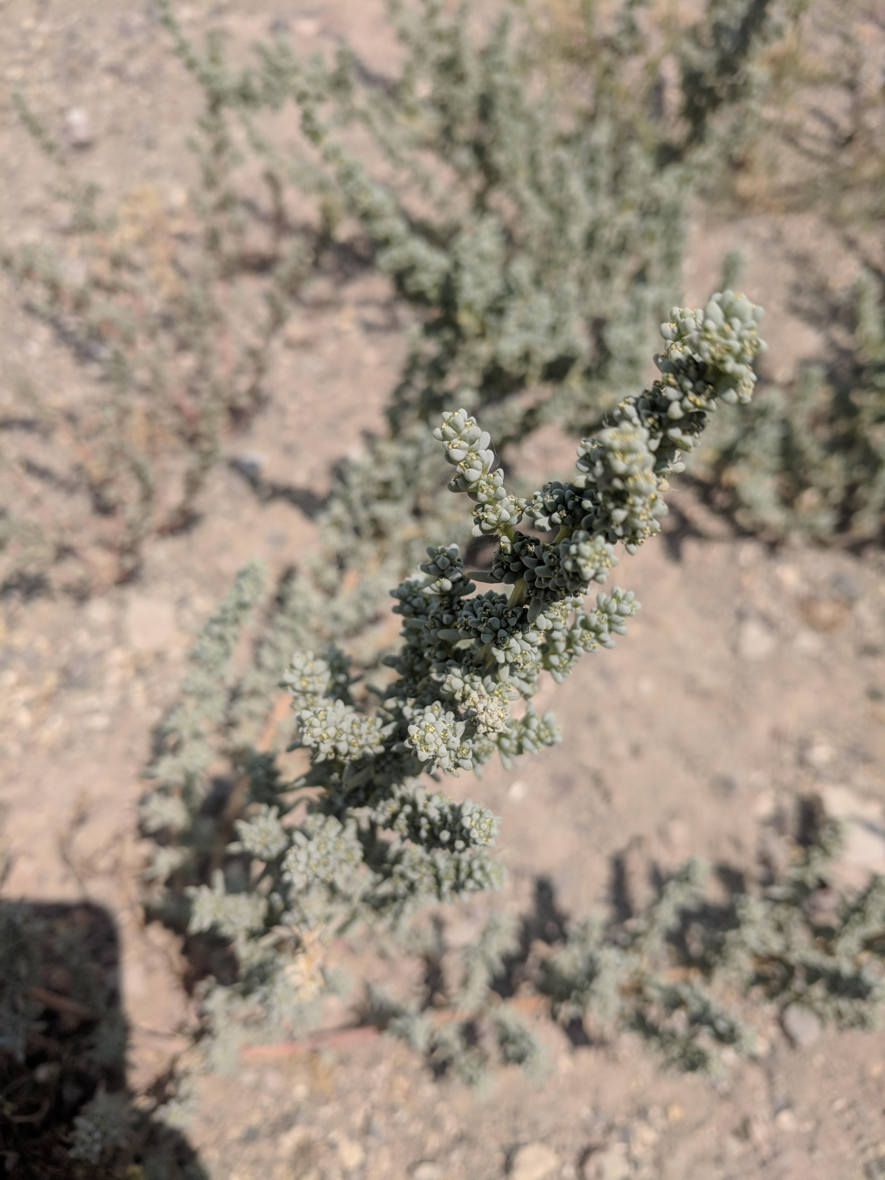 (Zone 7a) Northern Nevada, growing in my yard. r/whatsthisplant