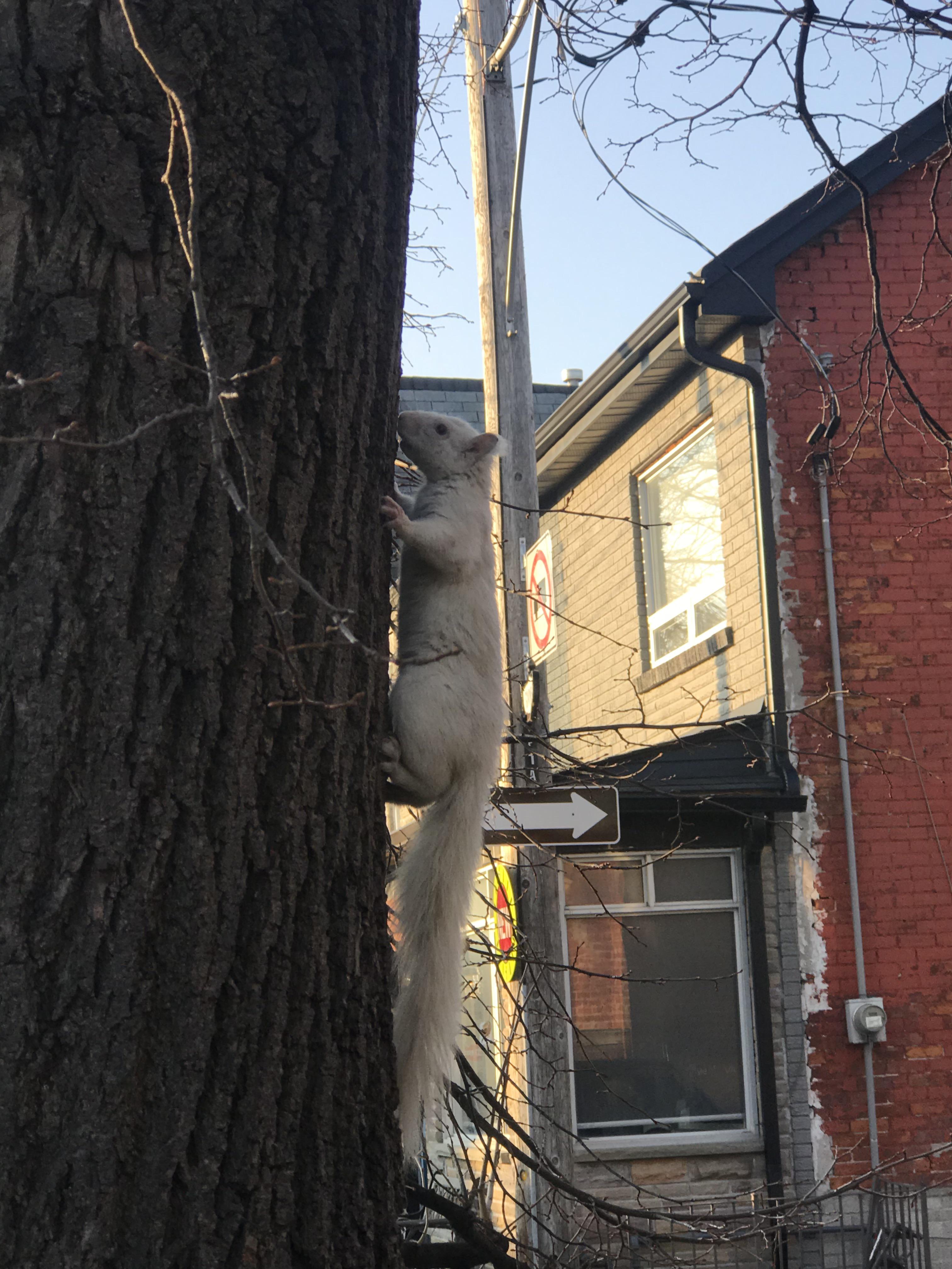 Albino squirrel, found near Queen and Ossington. This has to be rare