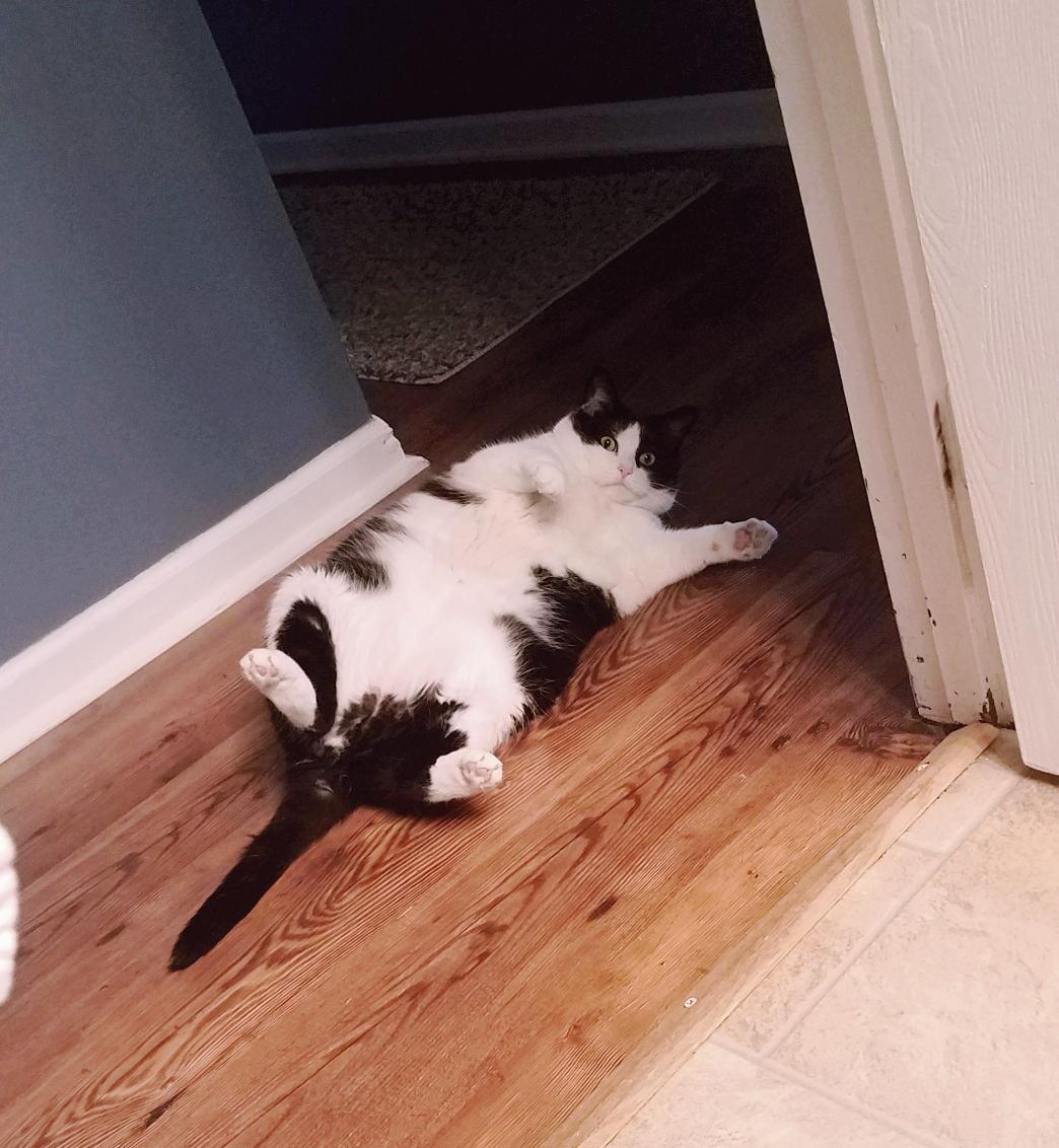 My friend's cat is so fat she falls over and gets stuck r/Awww
