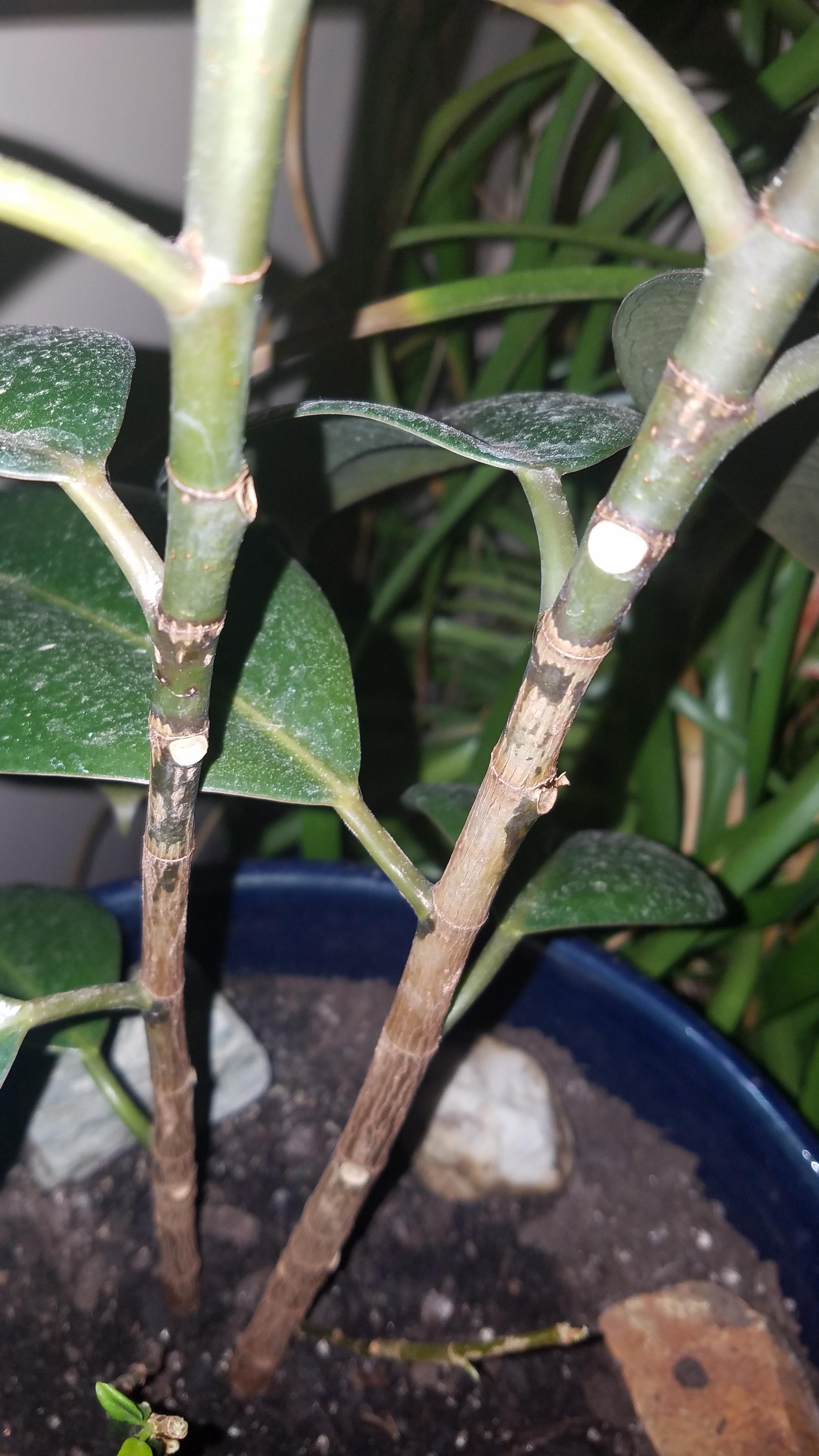 Help! My rubber plant stems are turning brown amd callused looking. How