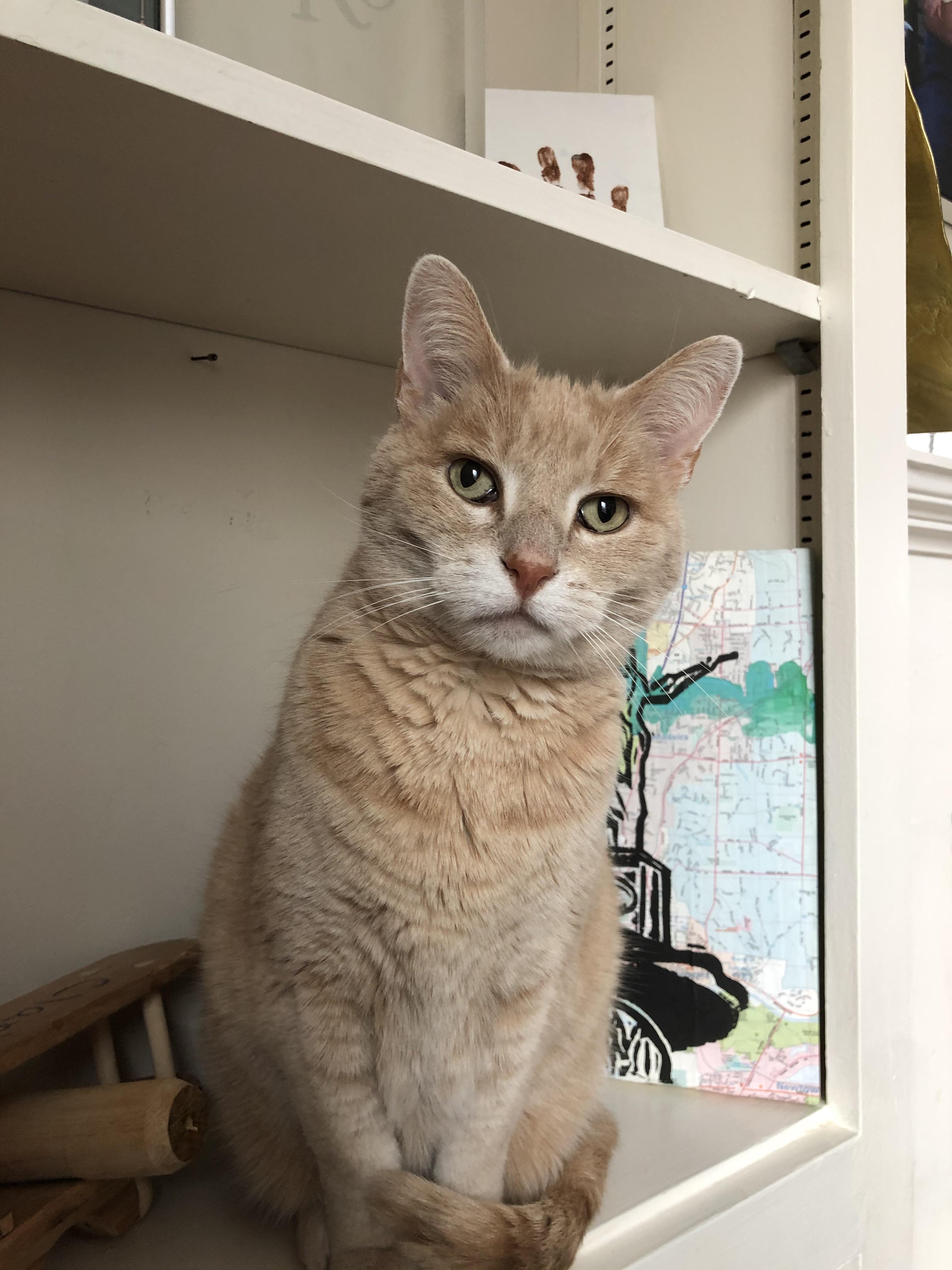 Advice on Wet Cat Food. We nearly lost this guy. He’s only 10 and the vet said we can’t feed him