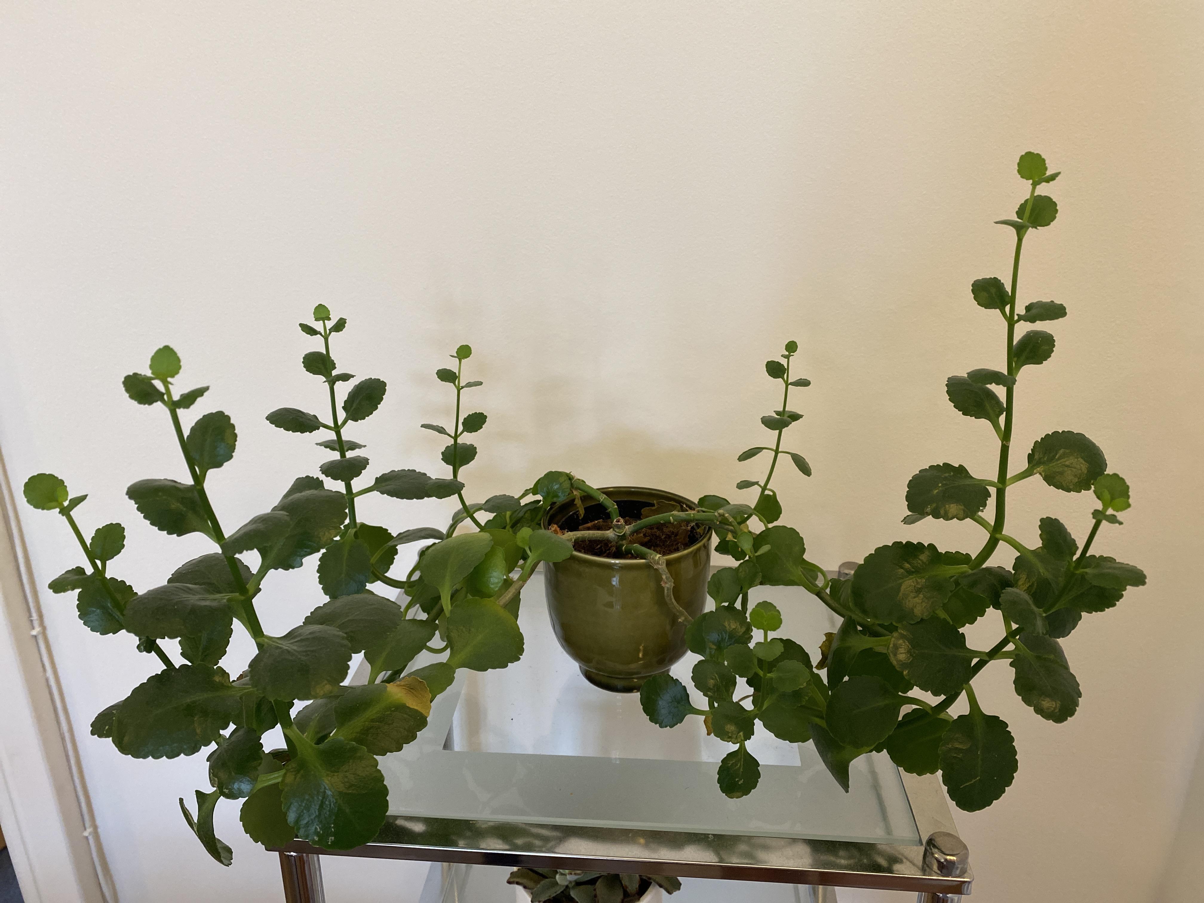 How should I prune my very leggy kalanchoe? r/Kalanchoe