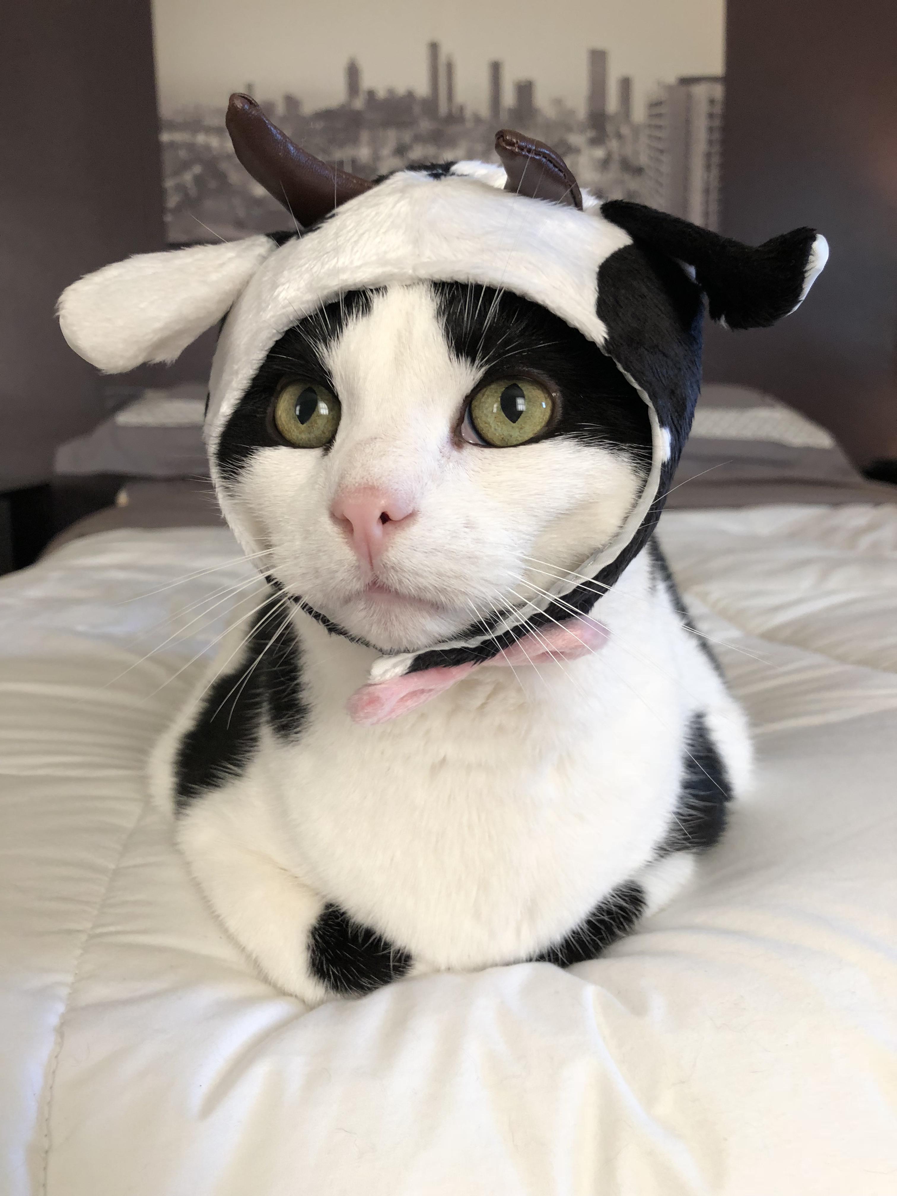 Cow Cat or Cat Cow? 🤔 r/cats