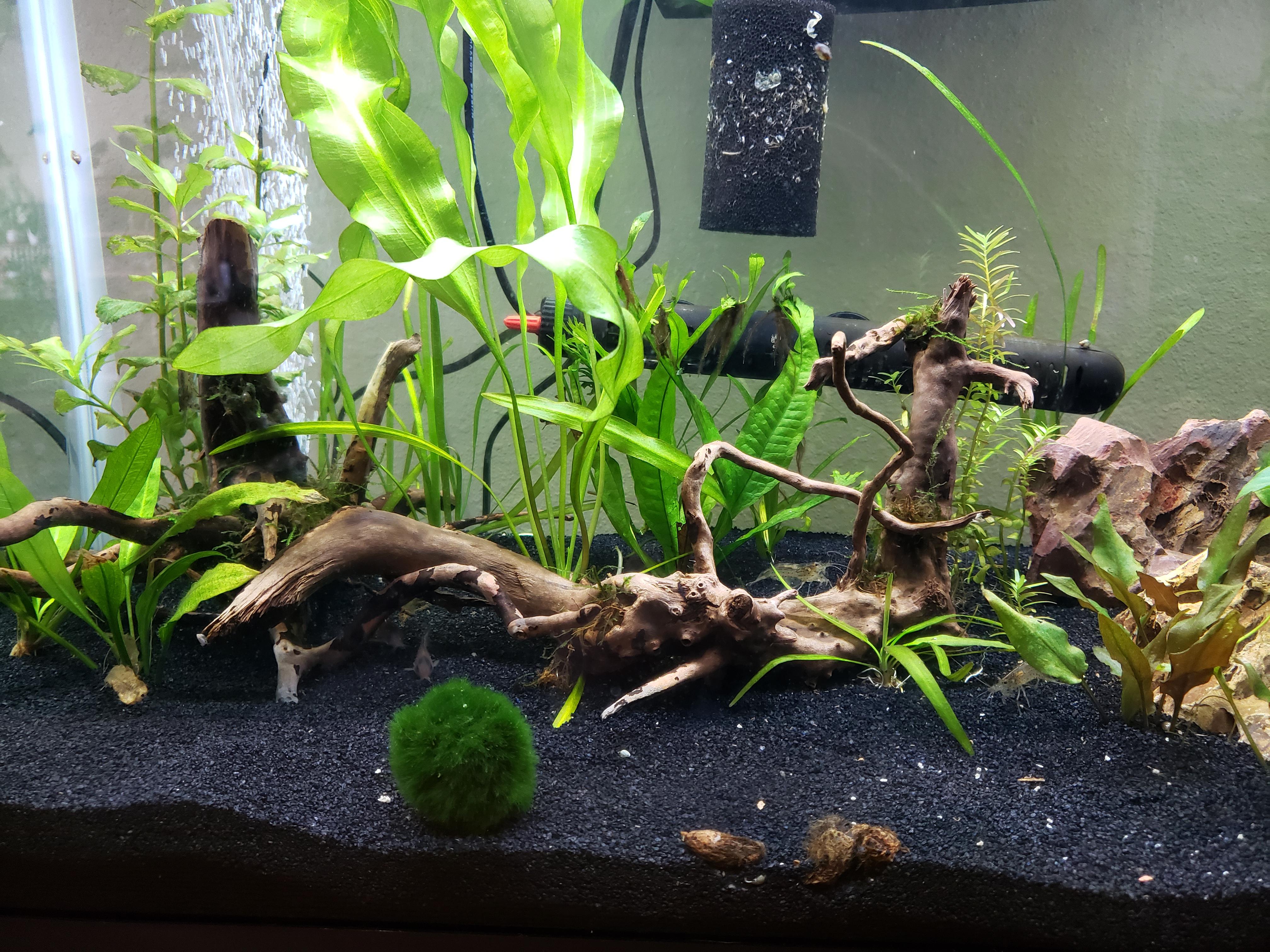 betta bulbs! one grew to this size in four days and the rest are just