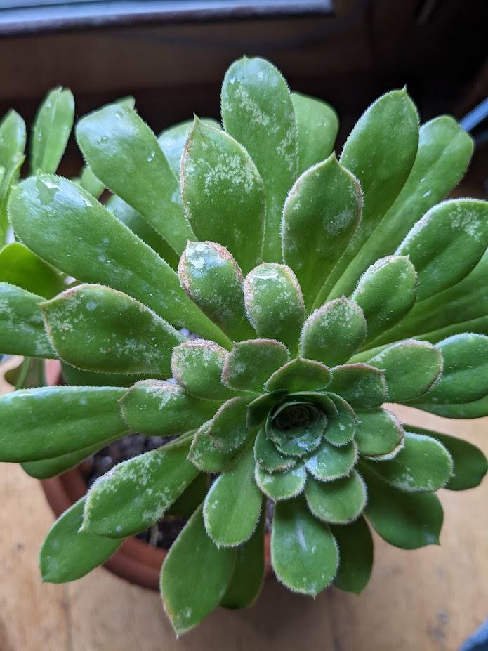 Any idea what is happening to my Aeonium? Bugs or too much sun