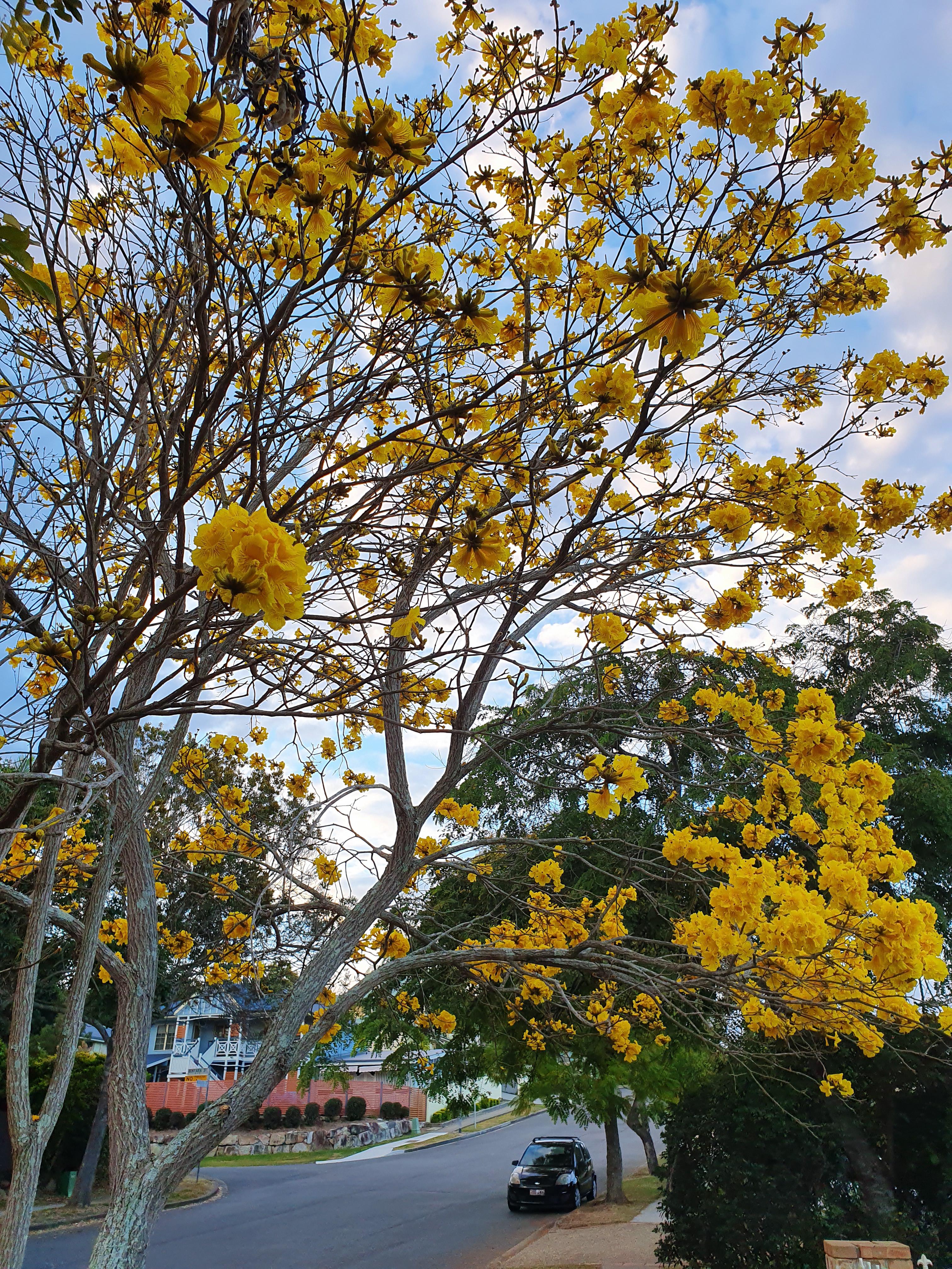 Spring is here.. What tree is this? r/brisbane