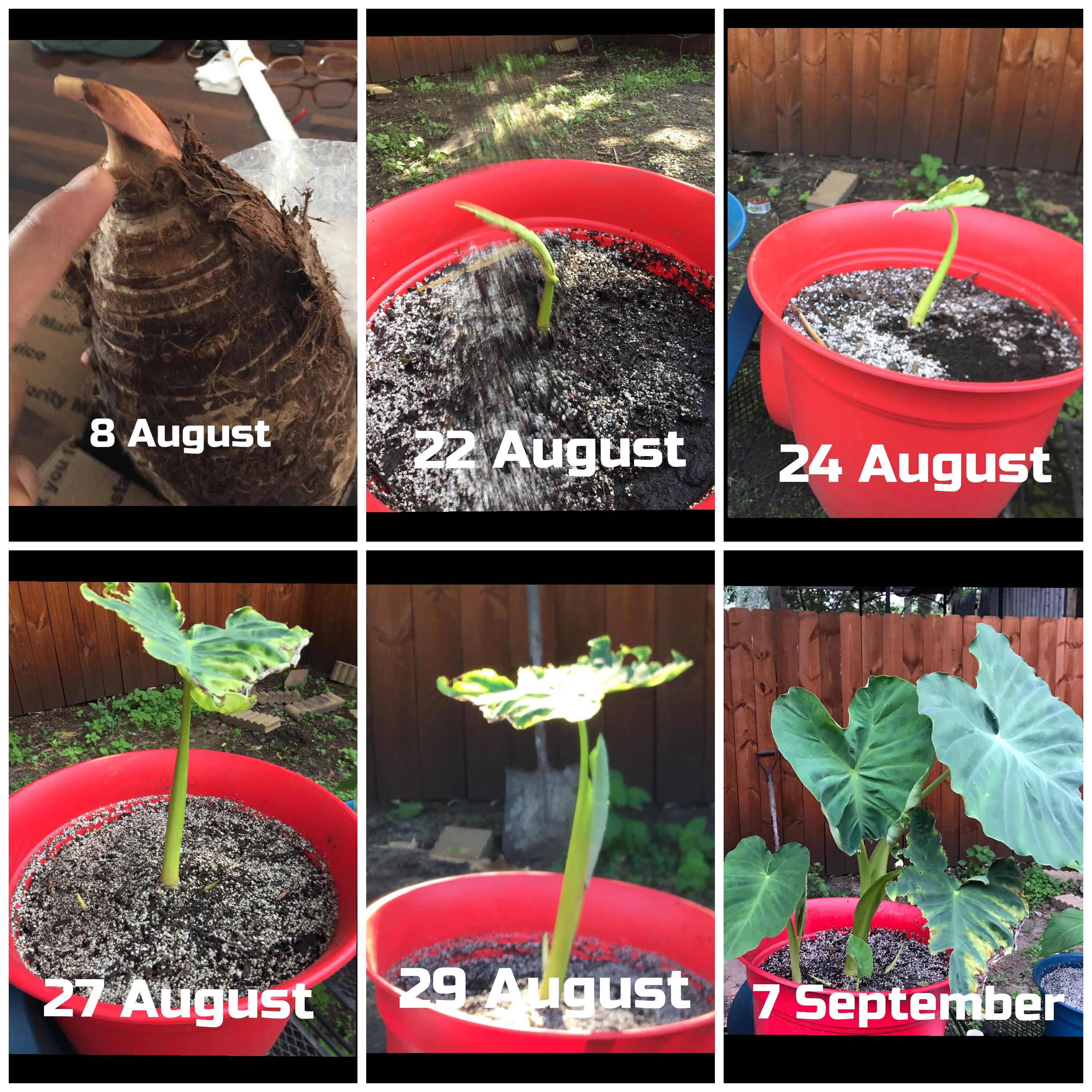 Incredible Elephant ear. My first time ever growing something.zone 7 NJ