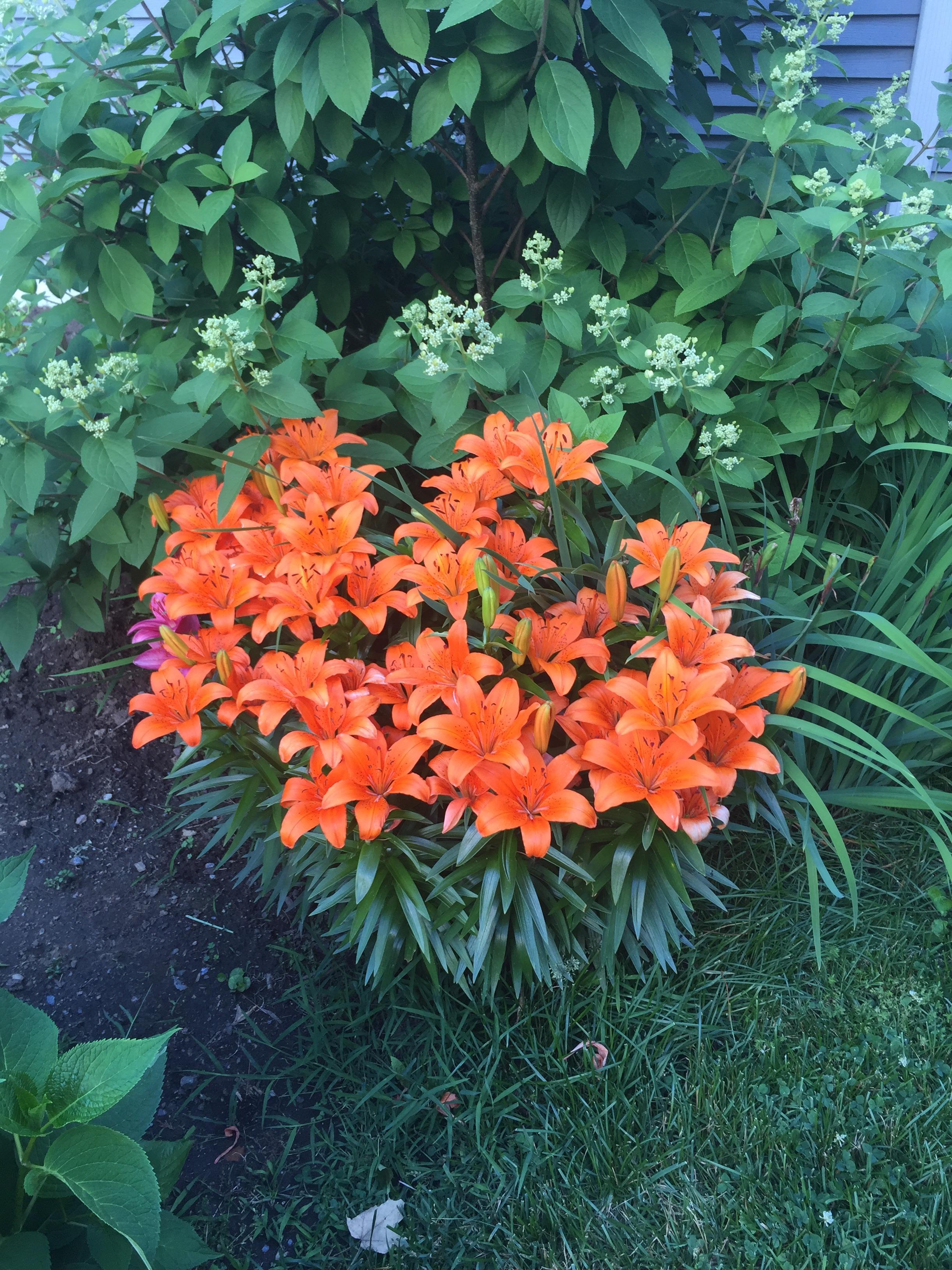 Do Lilies Change Colors Every Year at Tena Cummingham blog