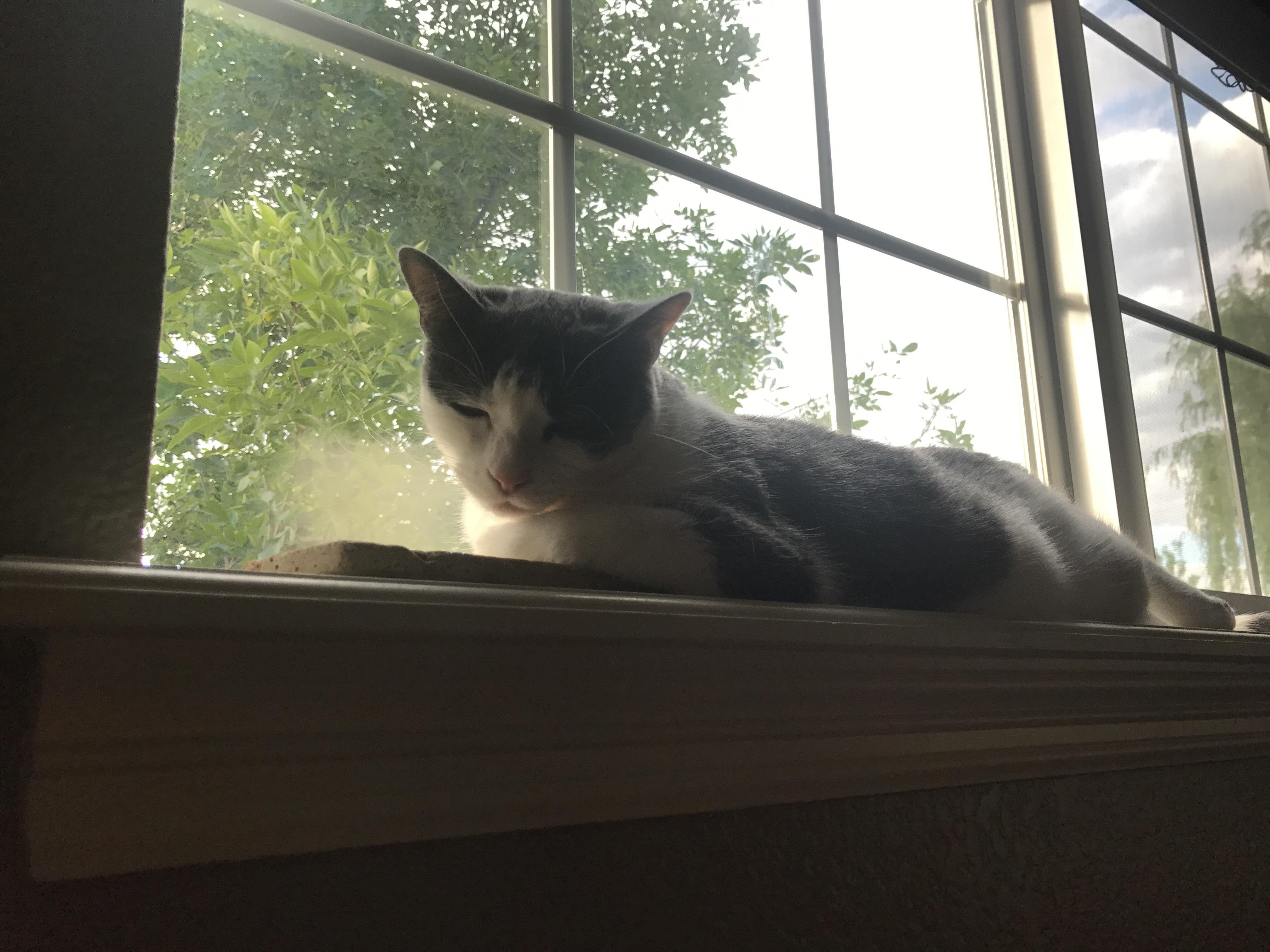 Kitty enjoying her window seat. Eyebleach