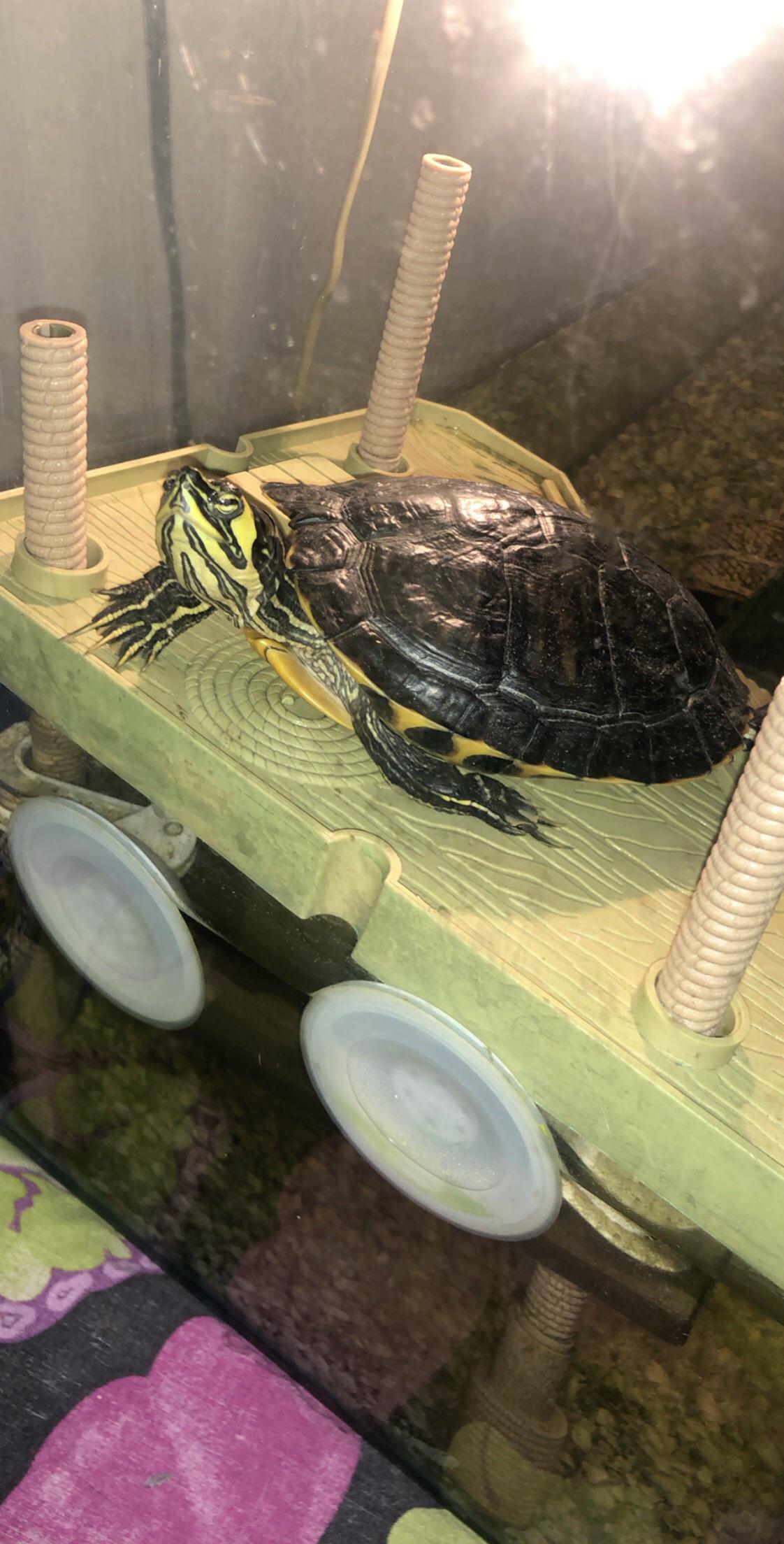 Turtles shell turtles