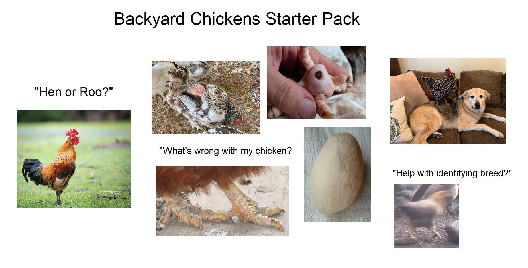 Backyard Chickens Starter Pack r/BackYardChickens