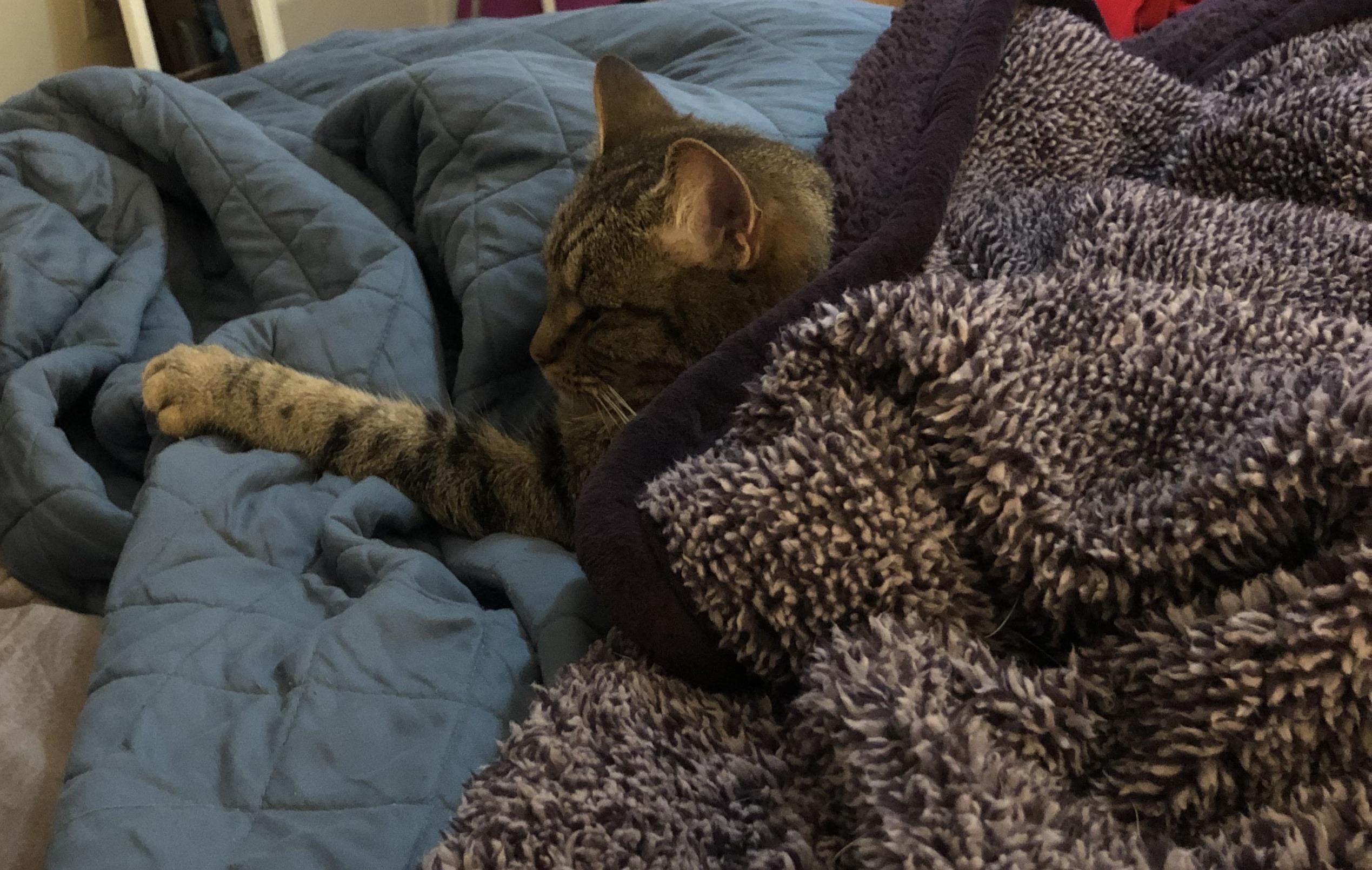 “Silly Human, as I continue to ignore you please remember one important