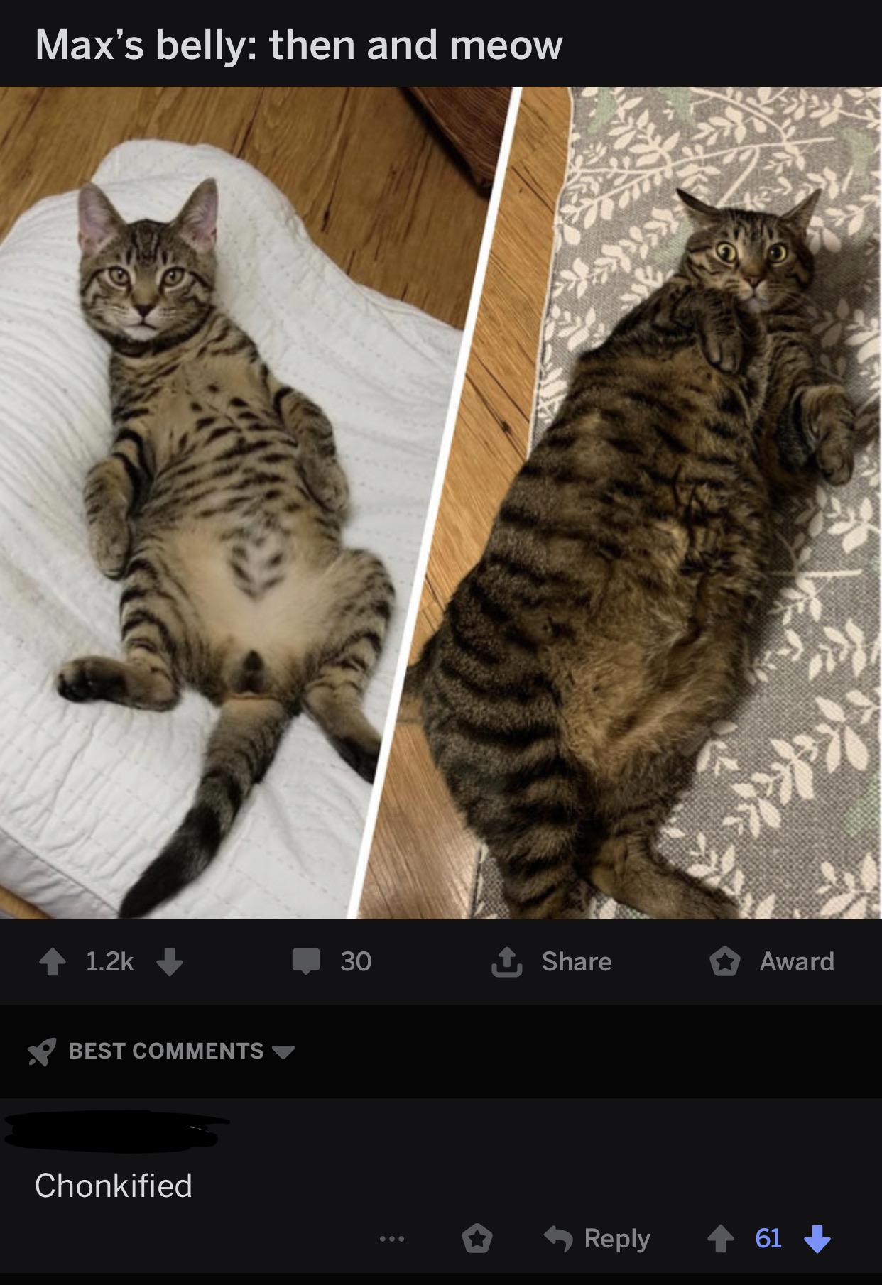 ‘Look at how obese my cat got how cute’ r/doggohate