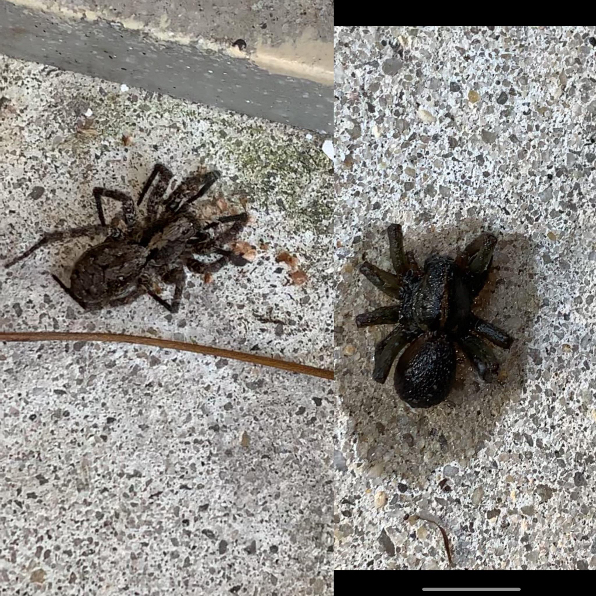 ID? Southern New Jersey r/spiders