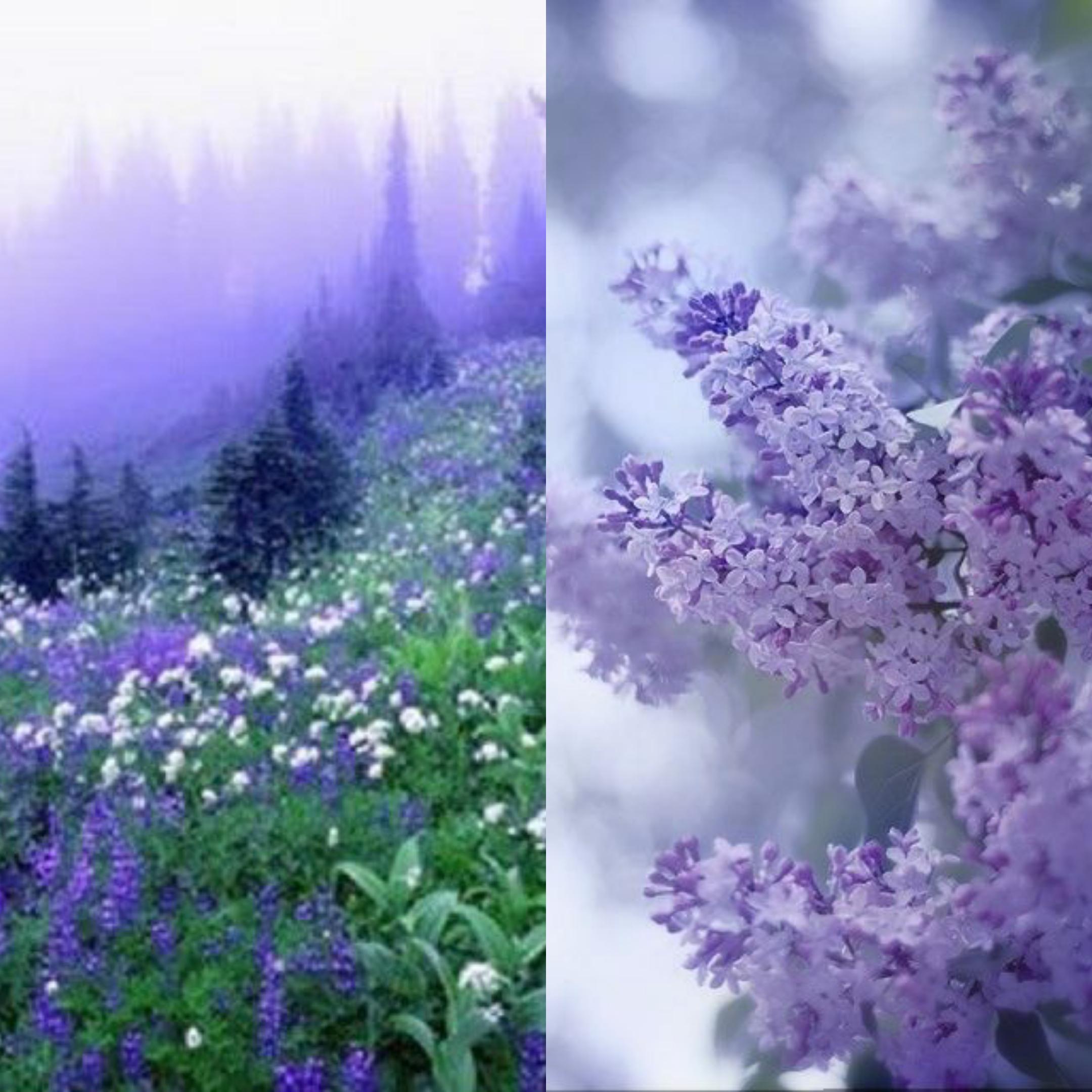 perfumesthatfeellike