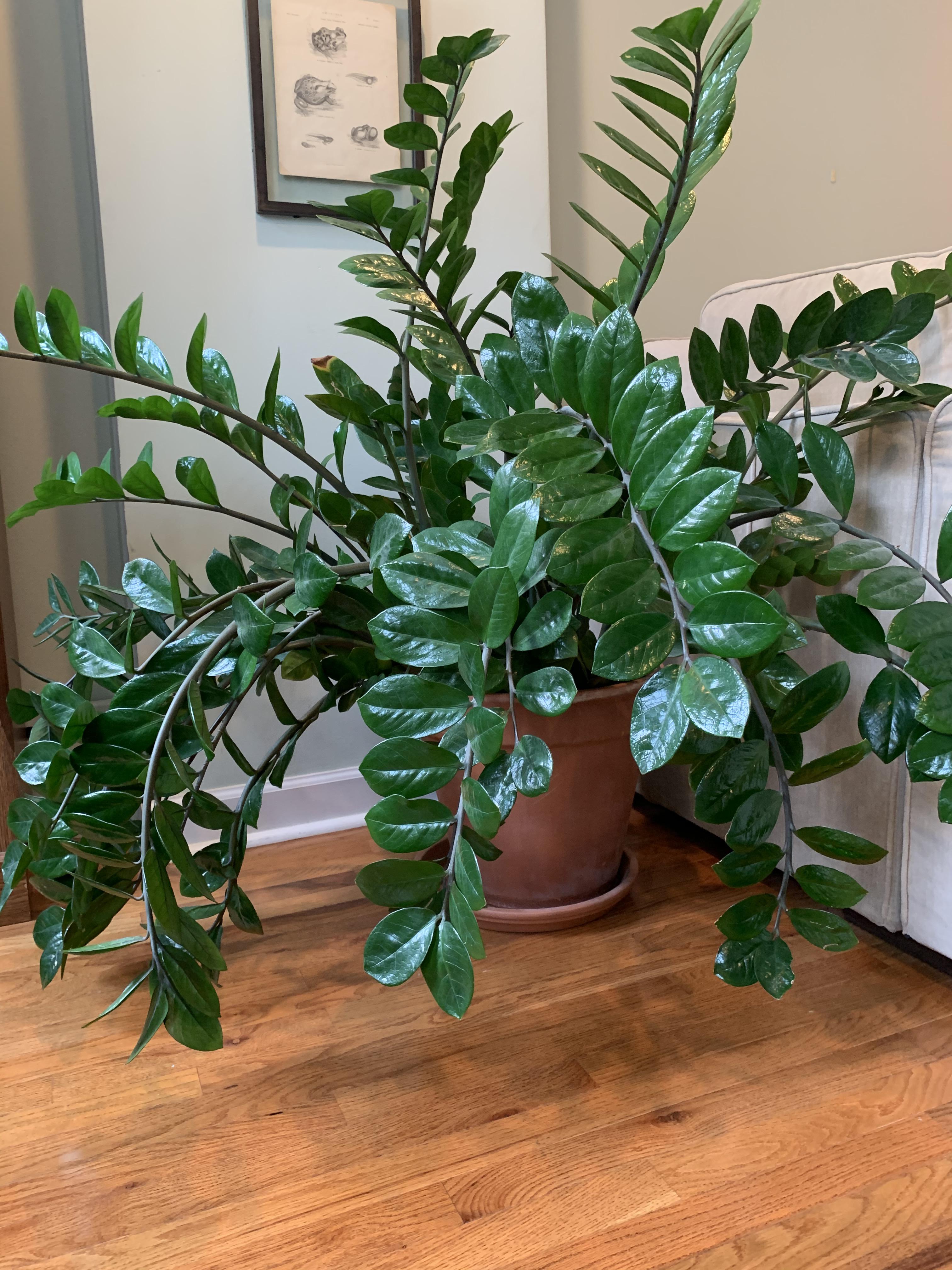 My pride & joy 💚 r/houseplants