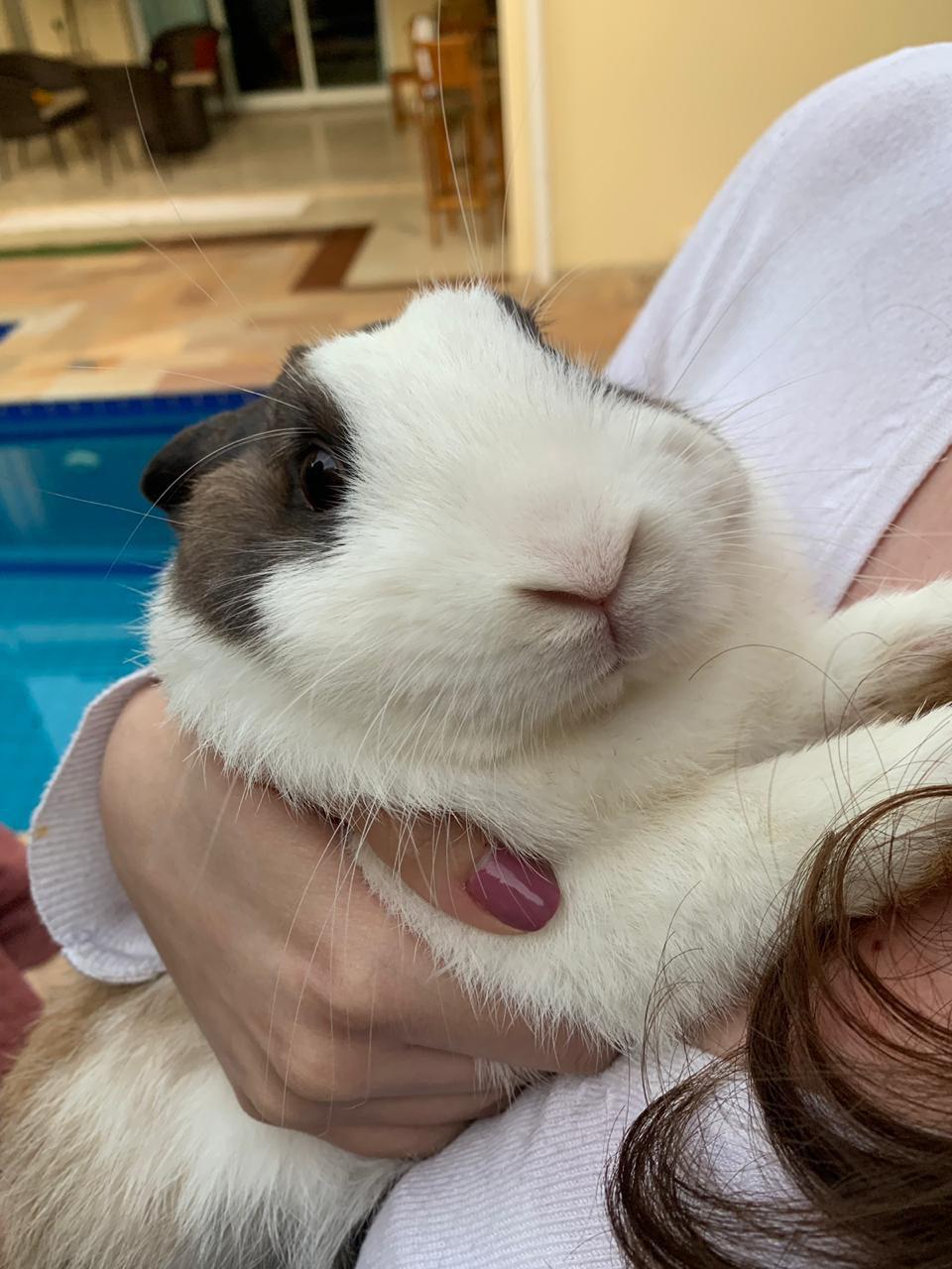 Thor the chonky boi Rabbits