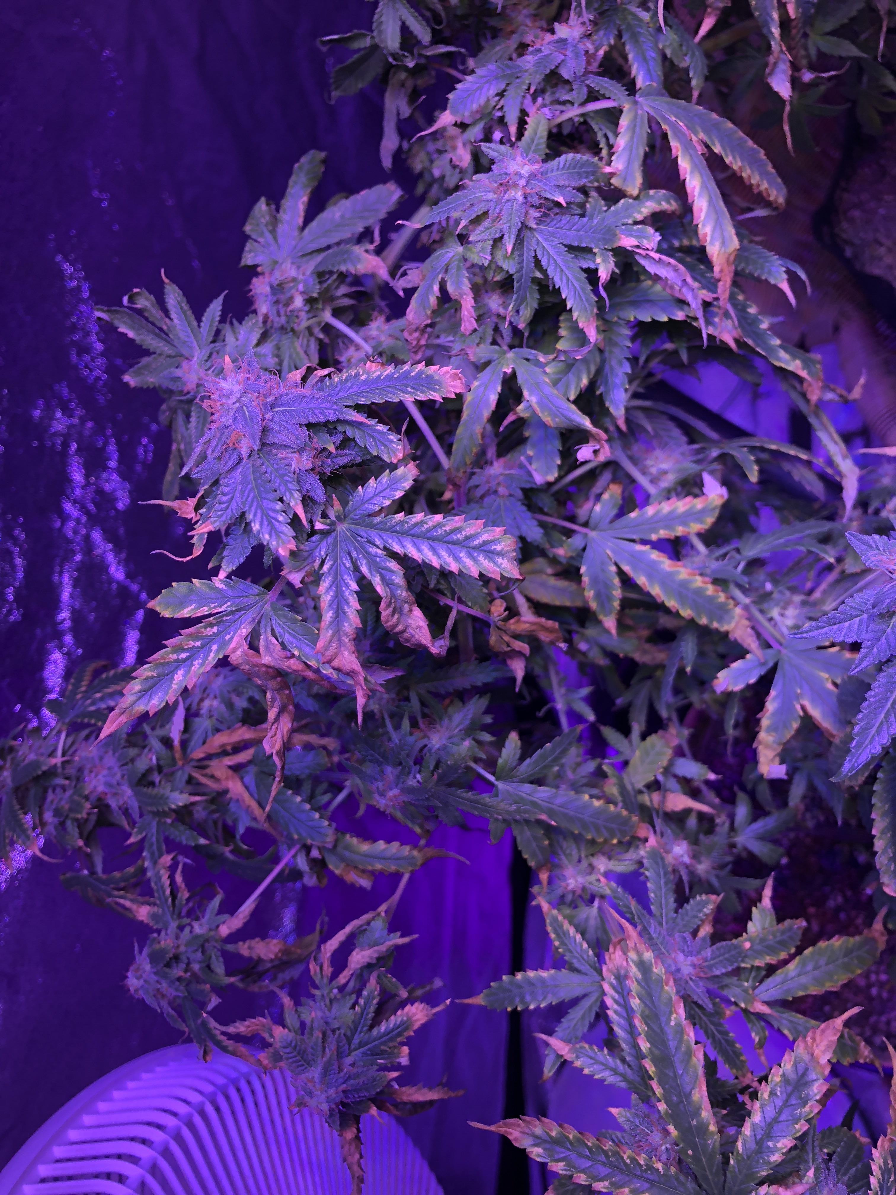 Month into flower, 600w viparspectra led w/ gh nutes. Need help
