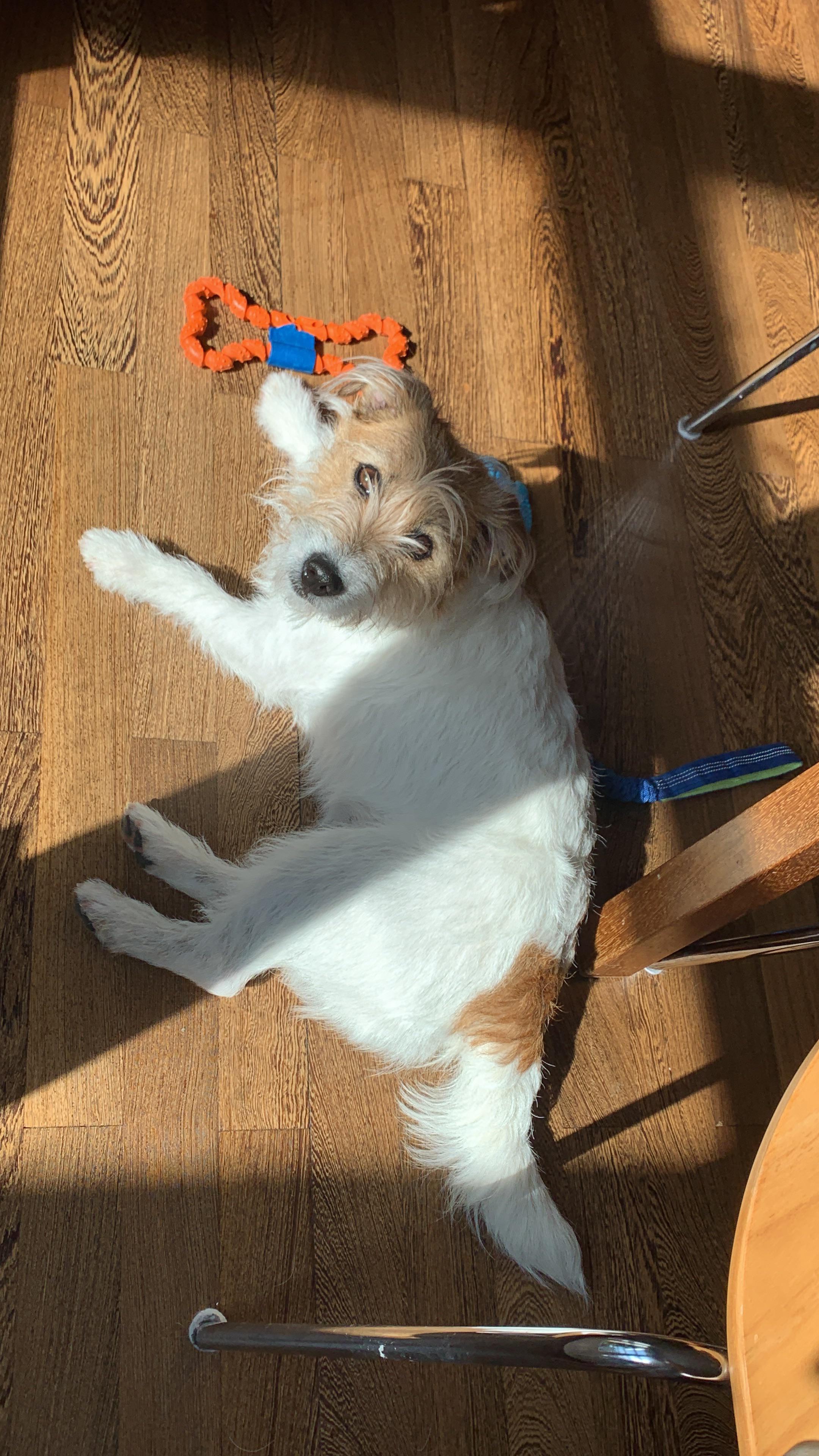 My dog loves to sunbathe over here r/jackrussellterrier