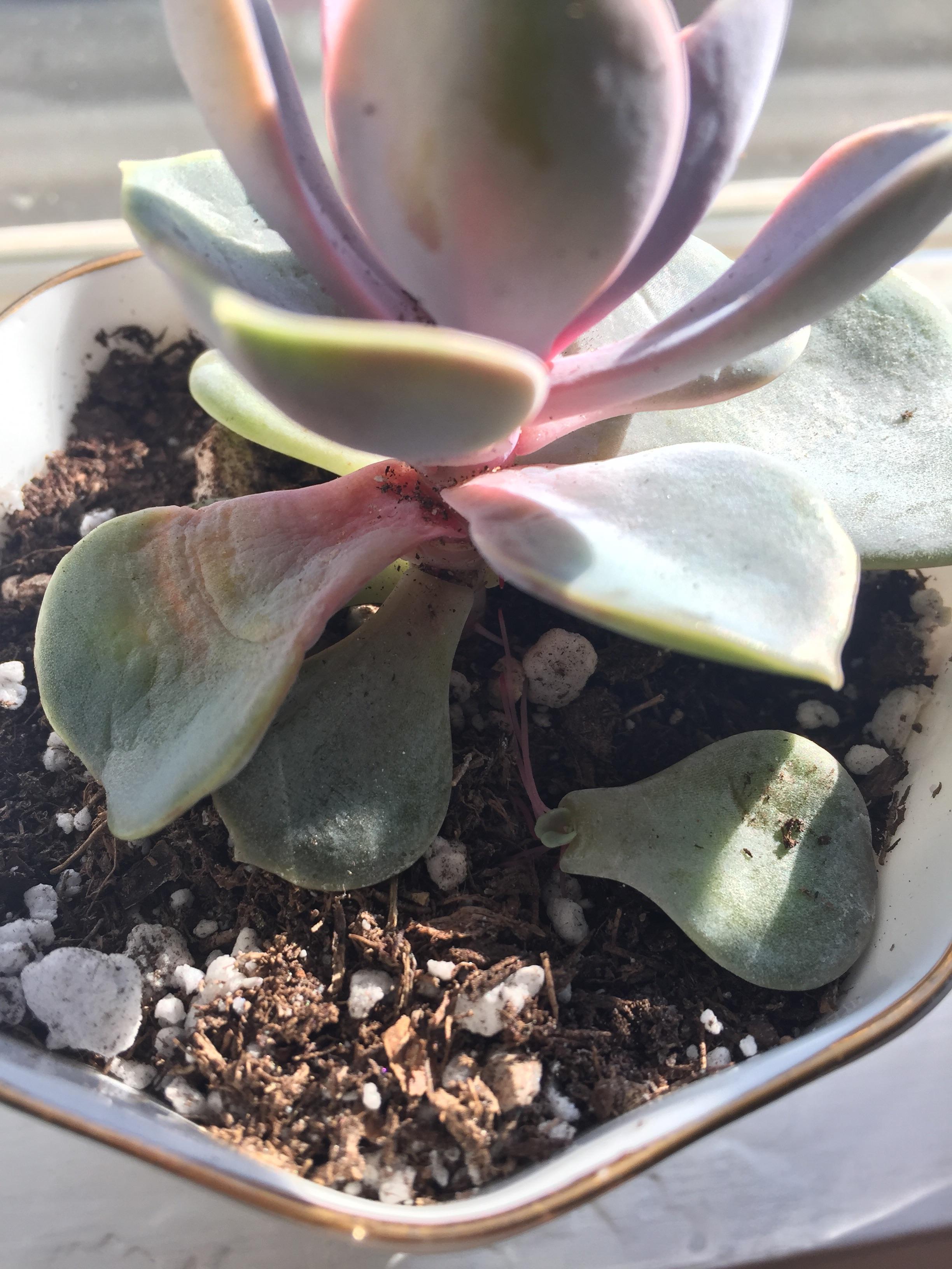 First time succulent Mom a leaf fell off my succulent and