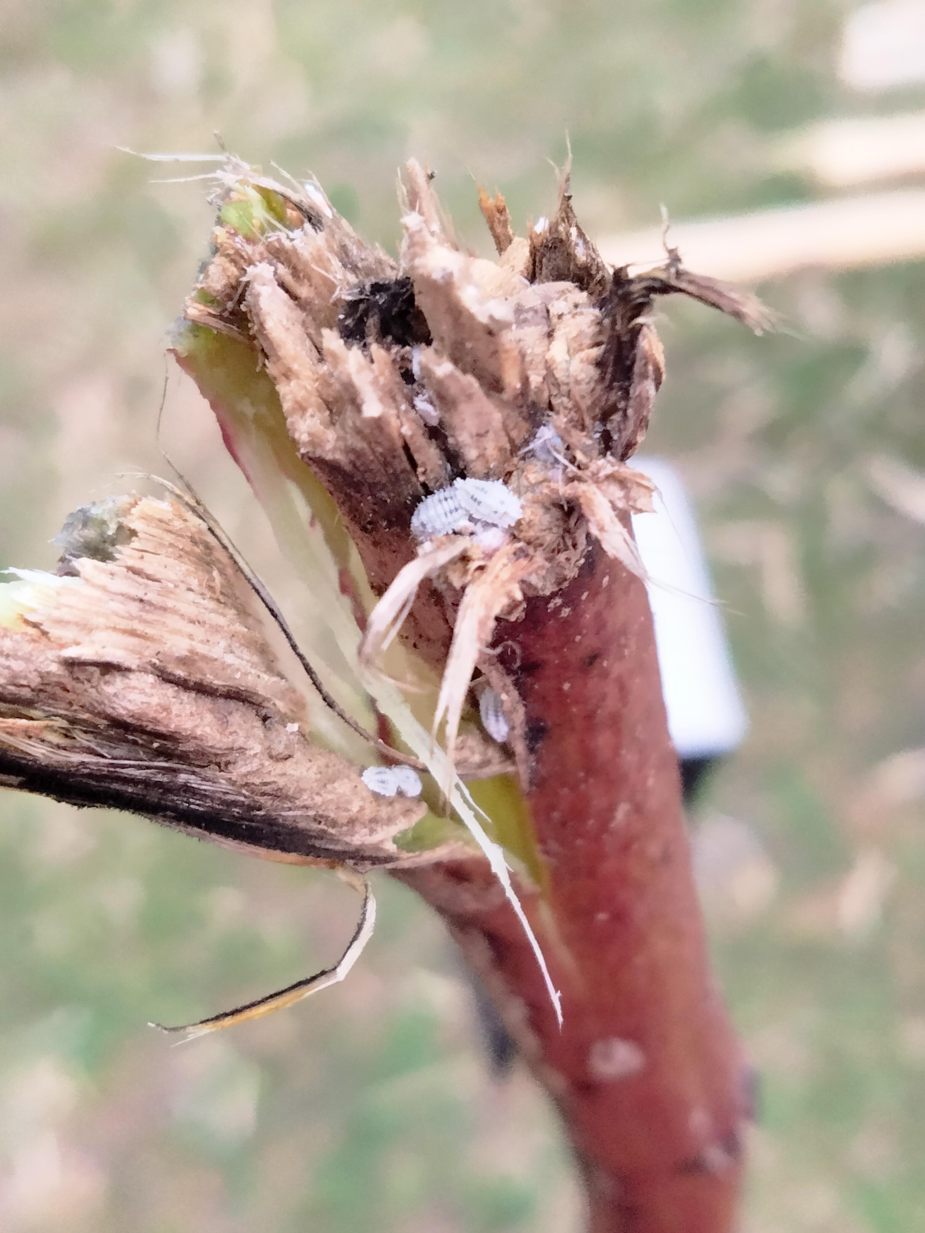 Can anyone tell me what these little white bugs are in my sugar cane