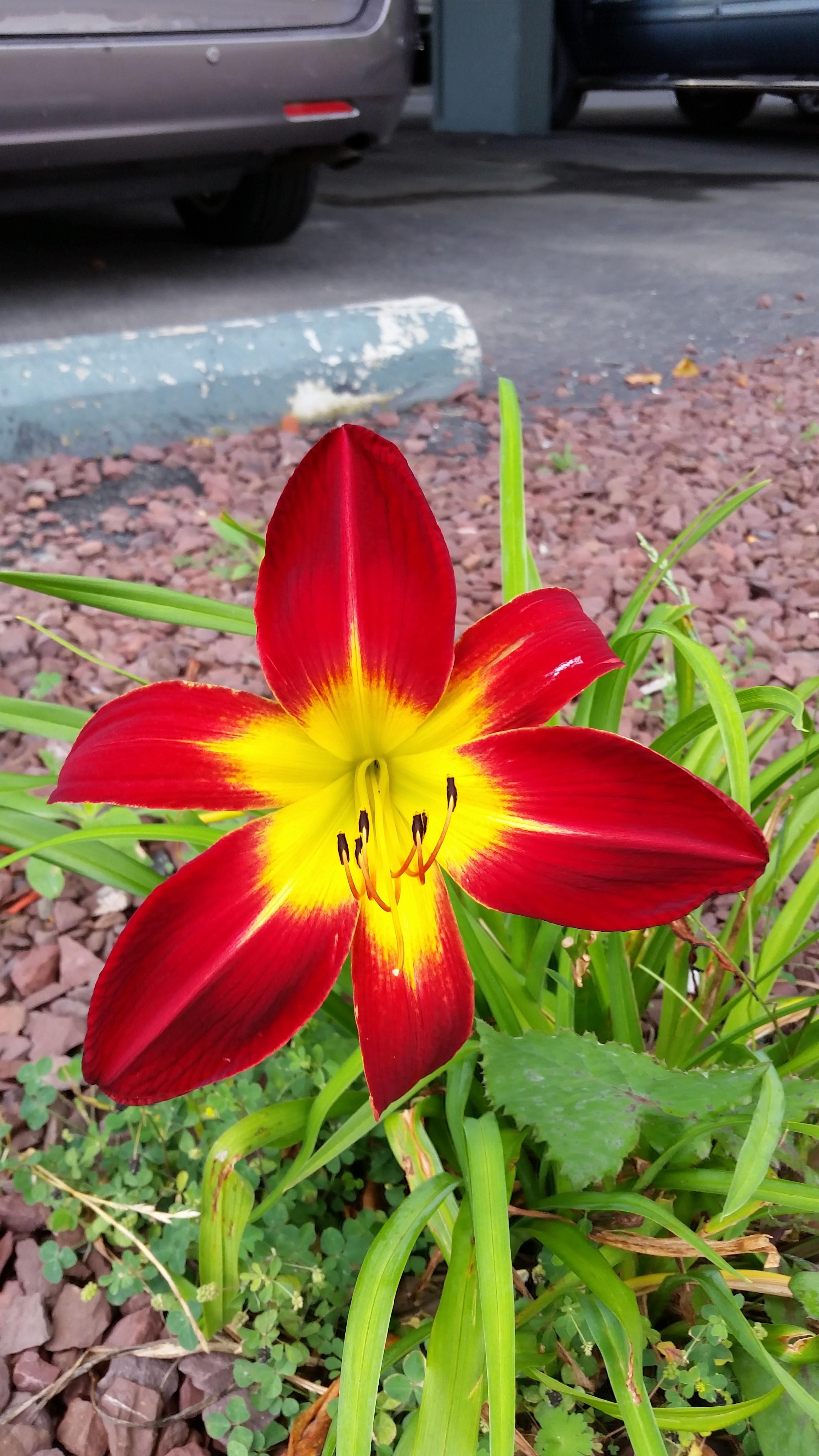 Who is this beauty? In ocean city maryland r/whatsthisplant