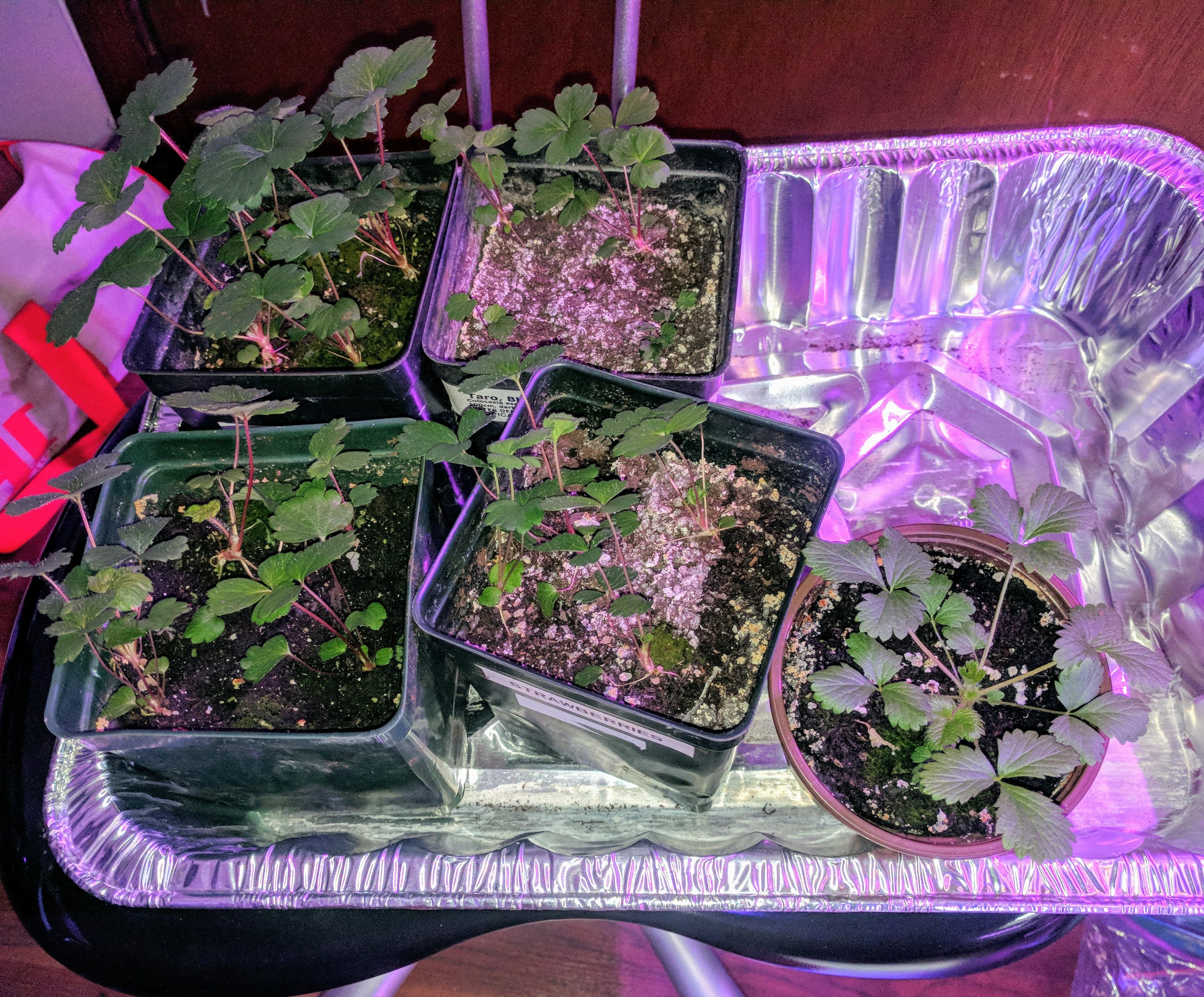 Strawberry plants started from seeds taken from a store bought