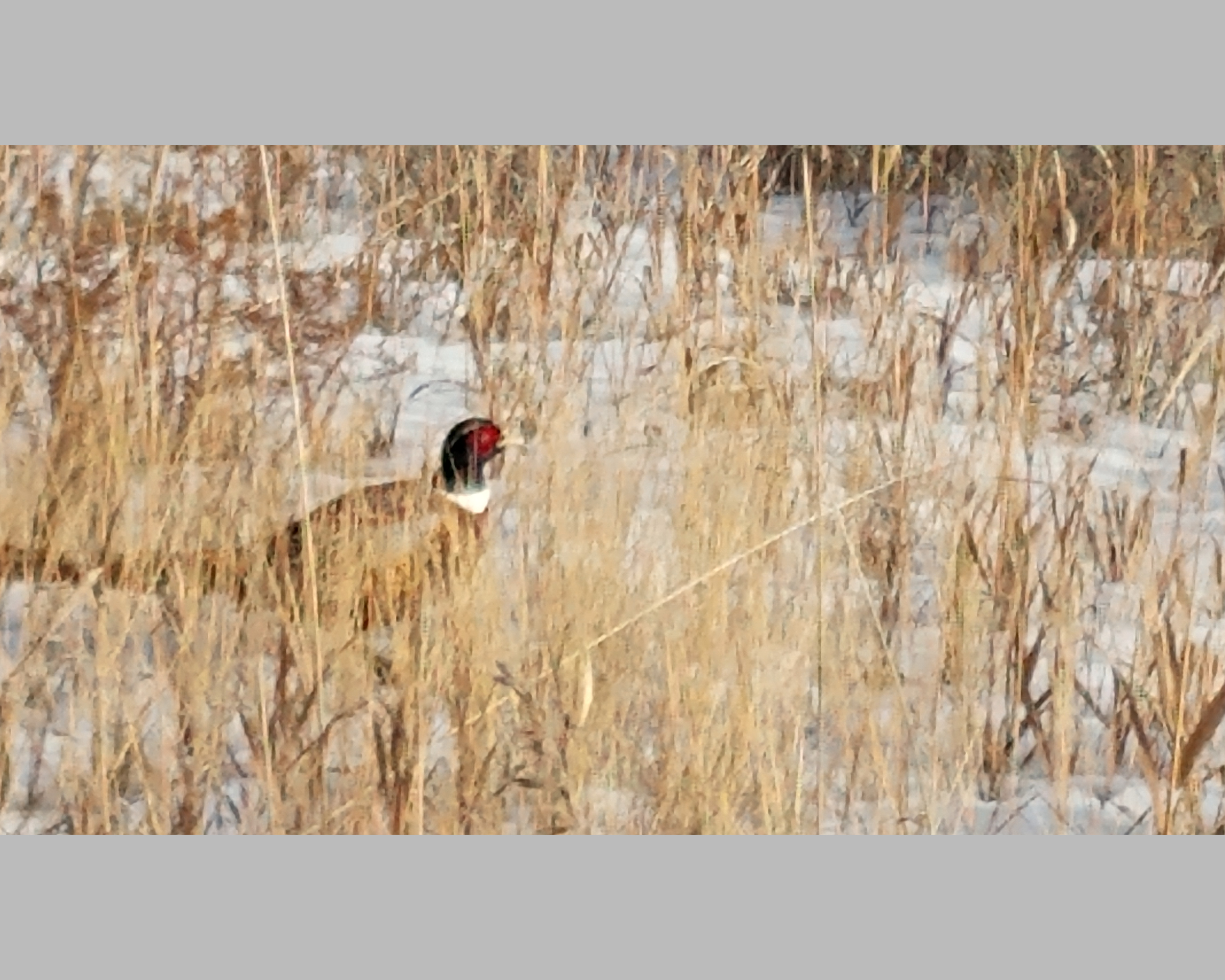 Ringnecked pheasant, western North Dakota r/birding