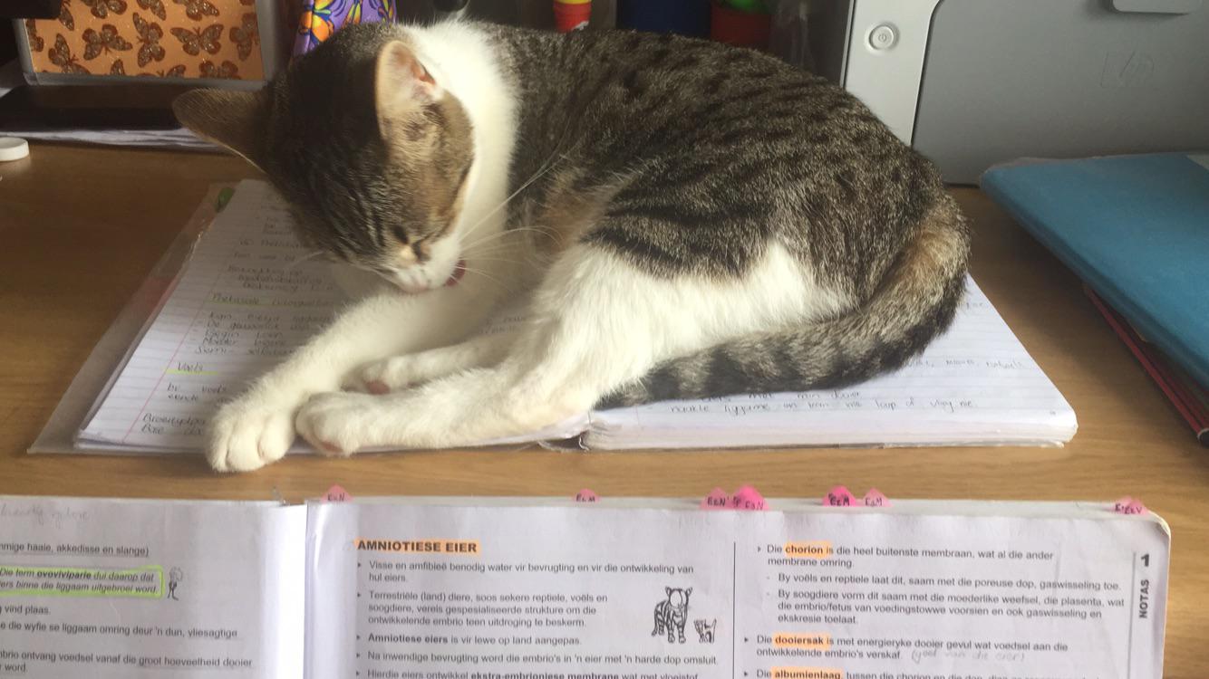 My cat always sleep on my books when u try to study, so I fooled her
